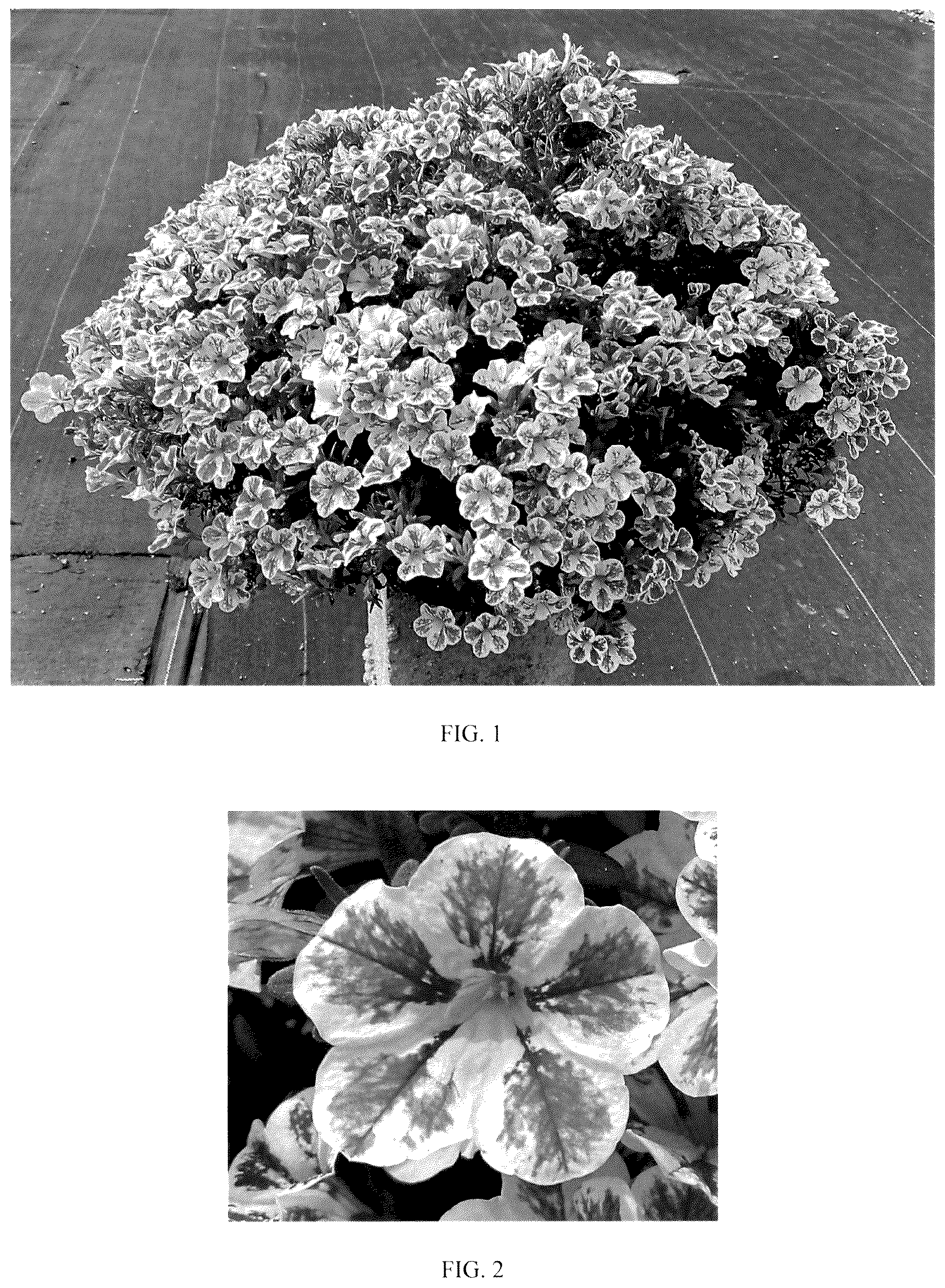 Patent USPP036129 — Calibrachoa plant named ‘Balchaelink’ — Figure 1
