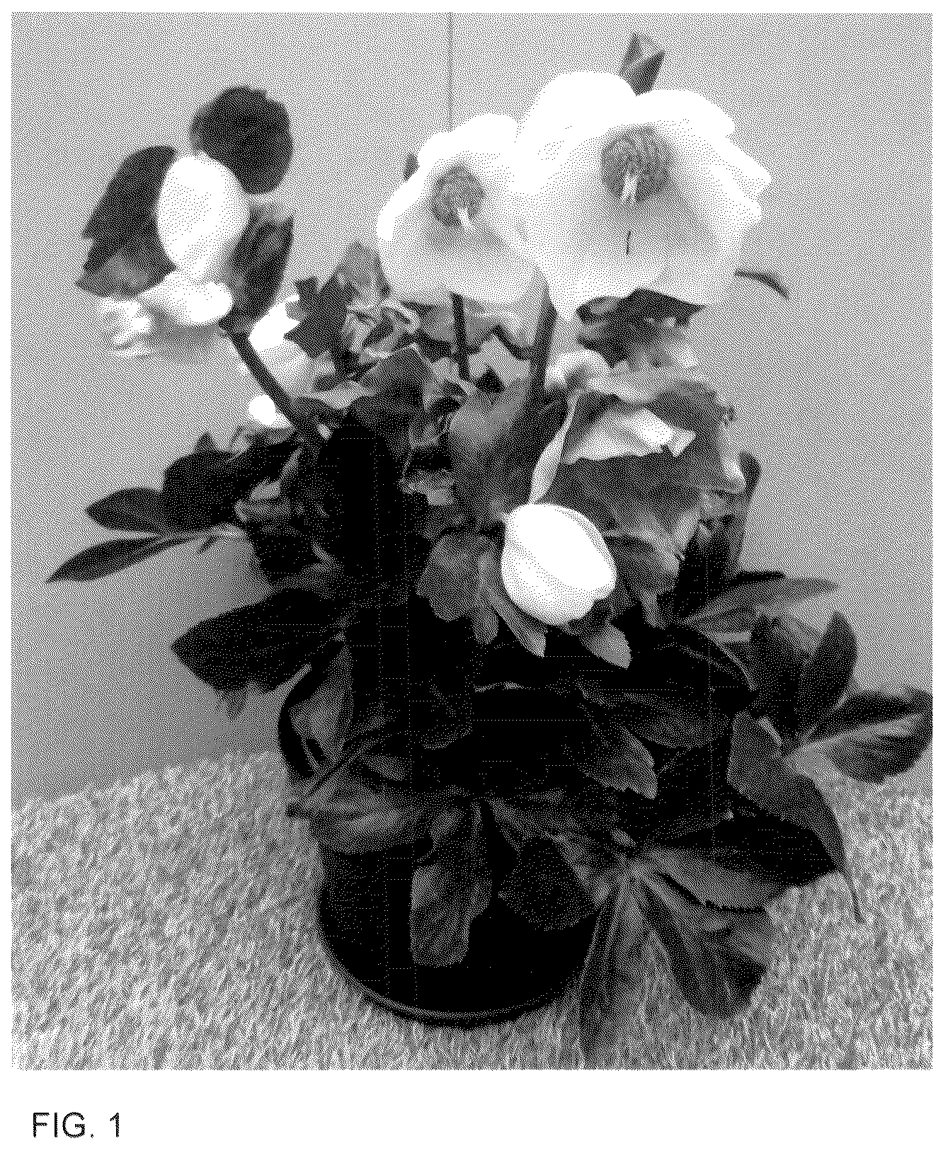 Patent USPP036130 Figure 1 – Helleborus plant named ‘HL 1014’