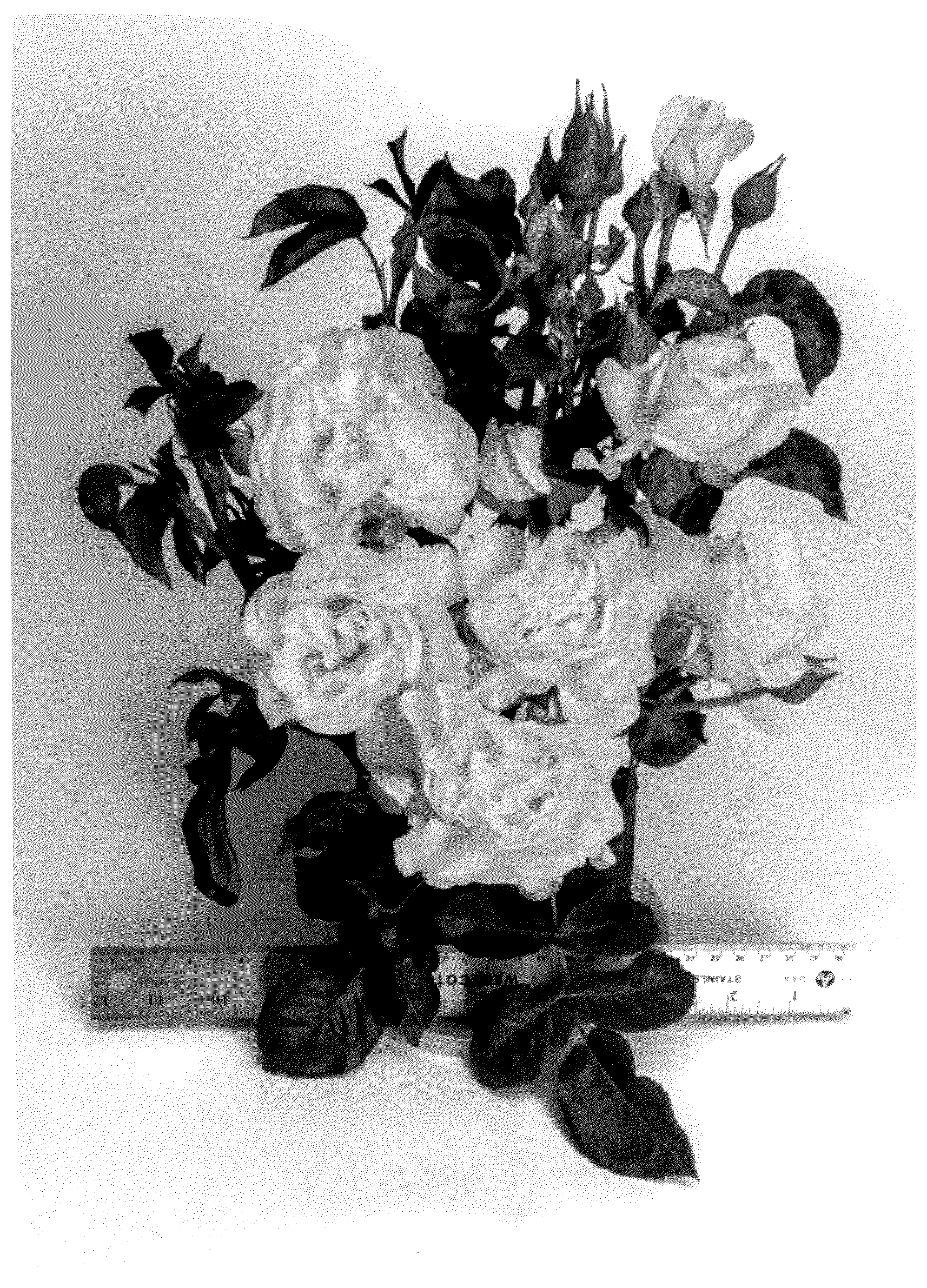 Patent USPP036131 Figure 1 – Grandiflora rose plant named ‘WEKsecjuc’