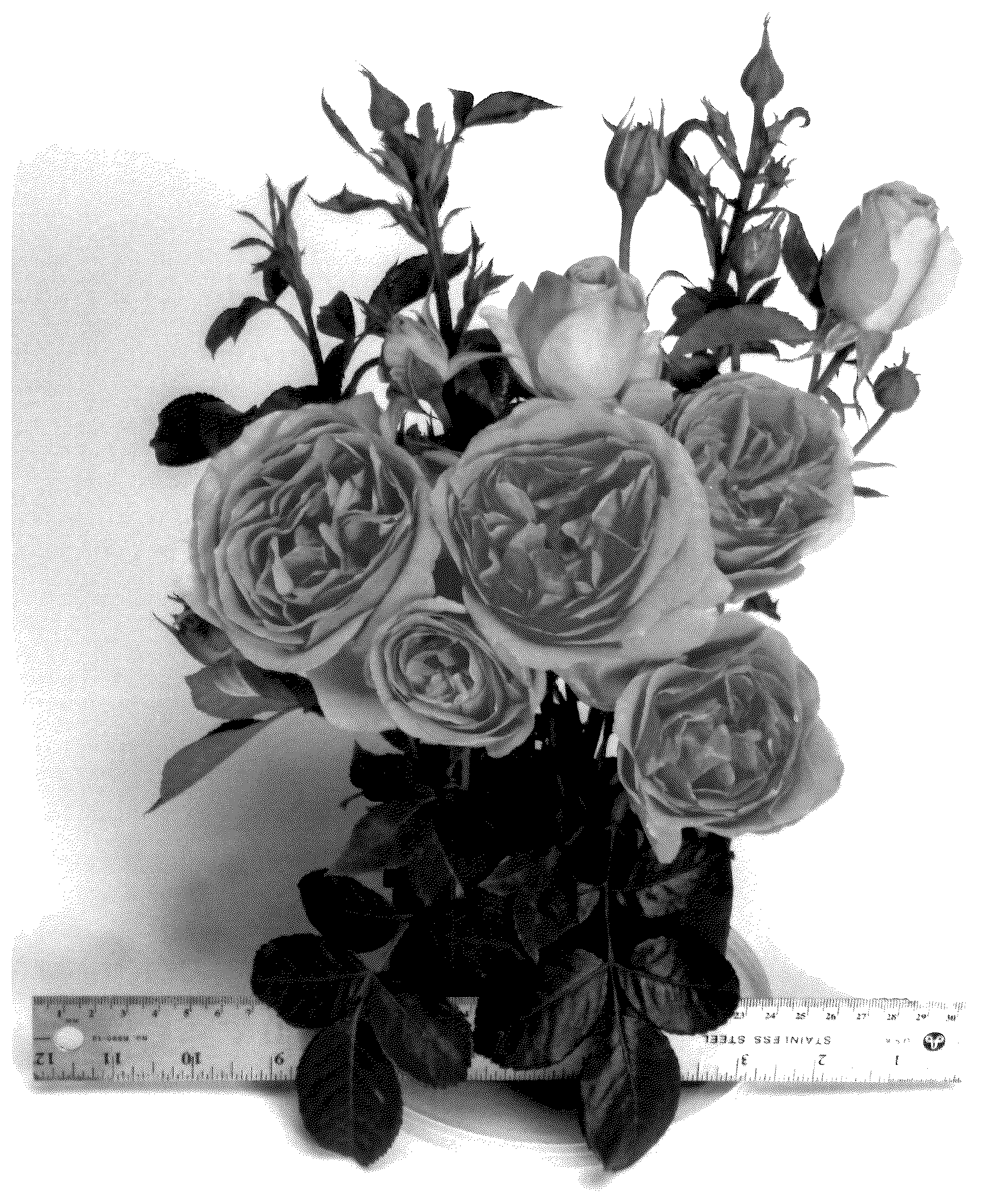 Patent USPP036132 Figure 1 – Grandiflora rose plant named ‘WEKalmylcas’