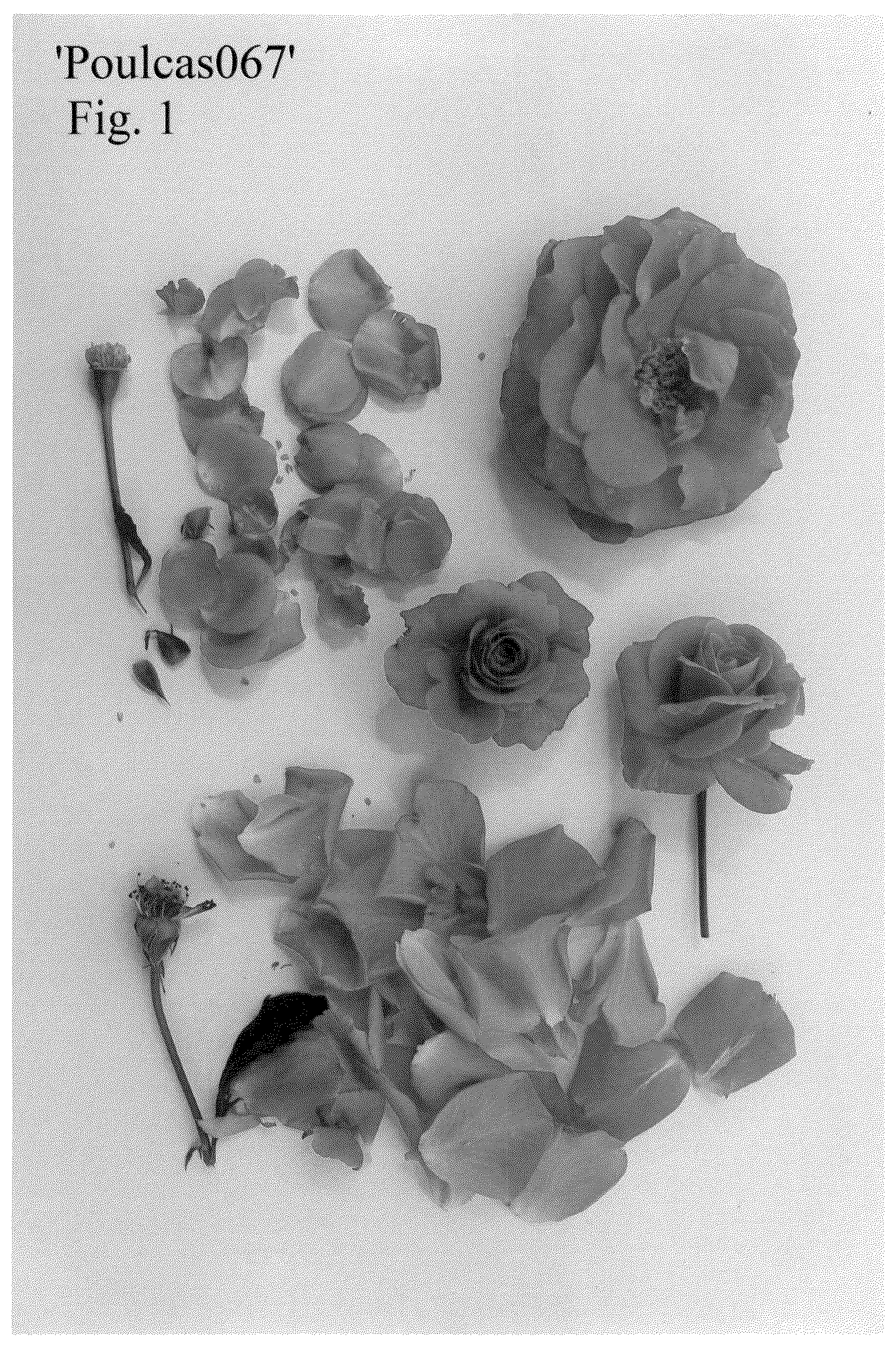 Patent USPP036133 — Rose plant named ‘Poulcas067’ — Figure 1