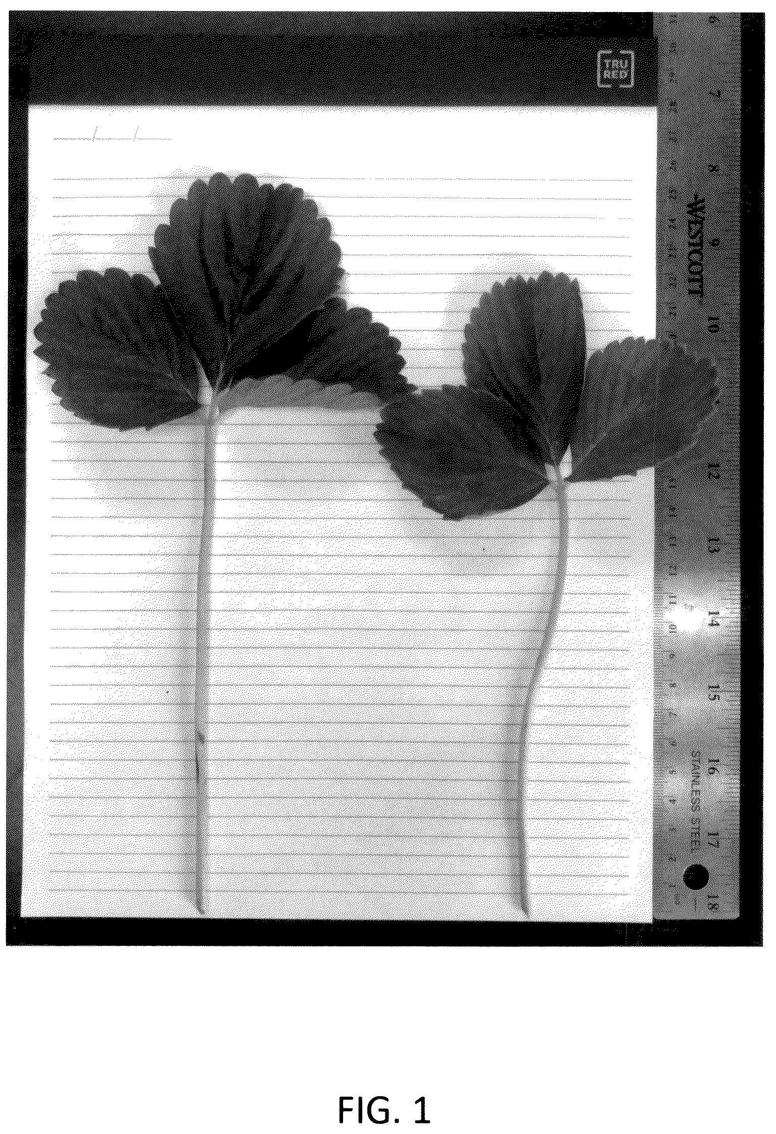 Patent USPP036134 — Strawberry plant named ‘CBC015’ — Figure 1