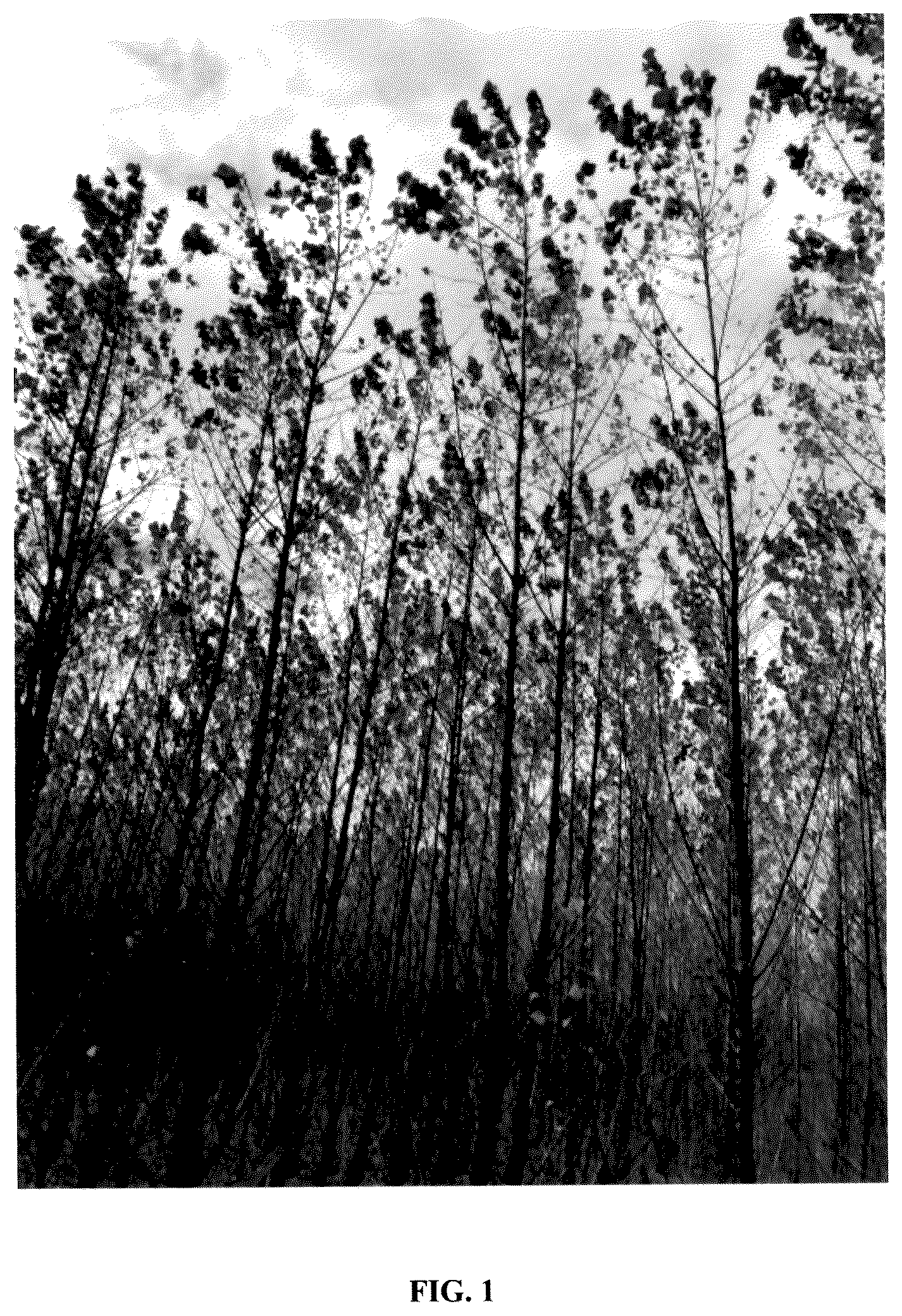 Patent USPP036135 — Populus plant named ‘NextGen’ — Figure 1