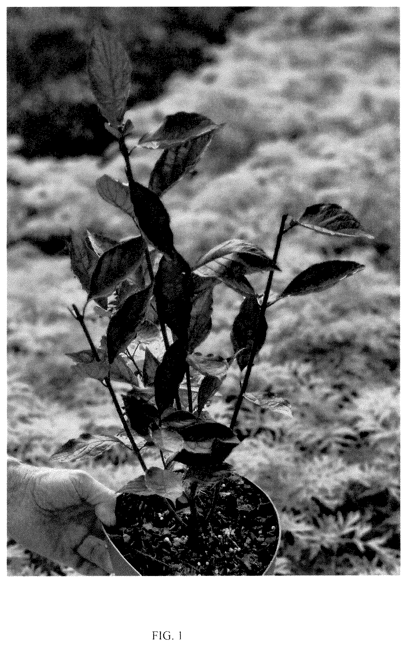 Patent USPP036136 — Cornus plant named ‘VERPAALEN3’ — Figure 1