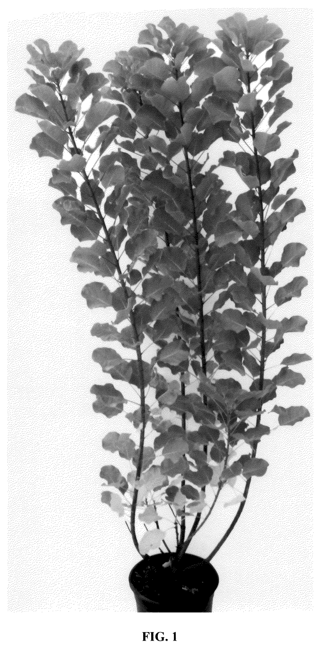 Patent USPP036137 — Cotinus plant named ‘Mincolem04’ — Figure 1