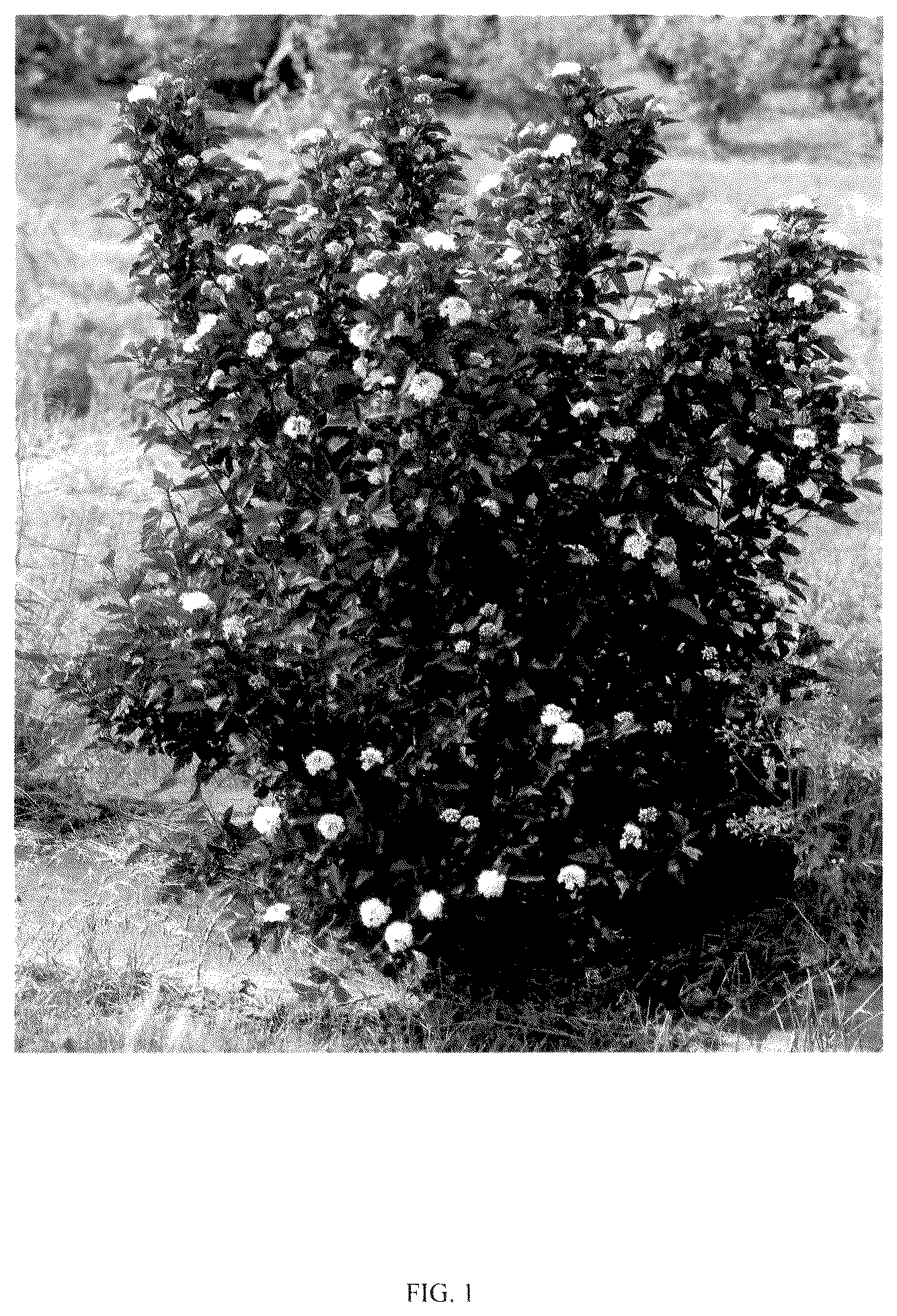 Patent USPP036138 — Physocarpus plant named ‘SMPOCGT’ — Figure 1