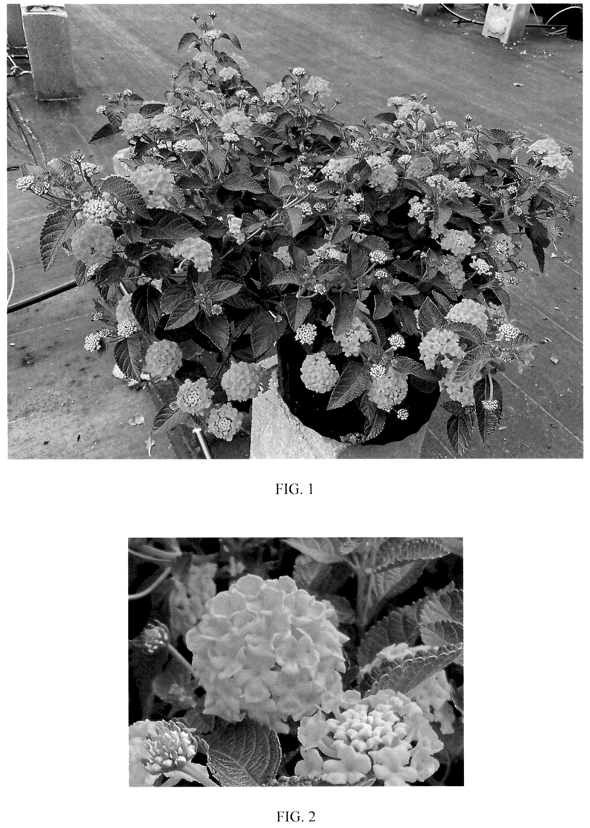 Patent USPP036139 — Lantana plant named ‘Balucgold428’ — Figure 1