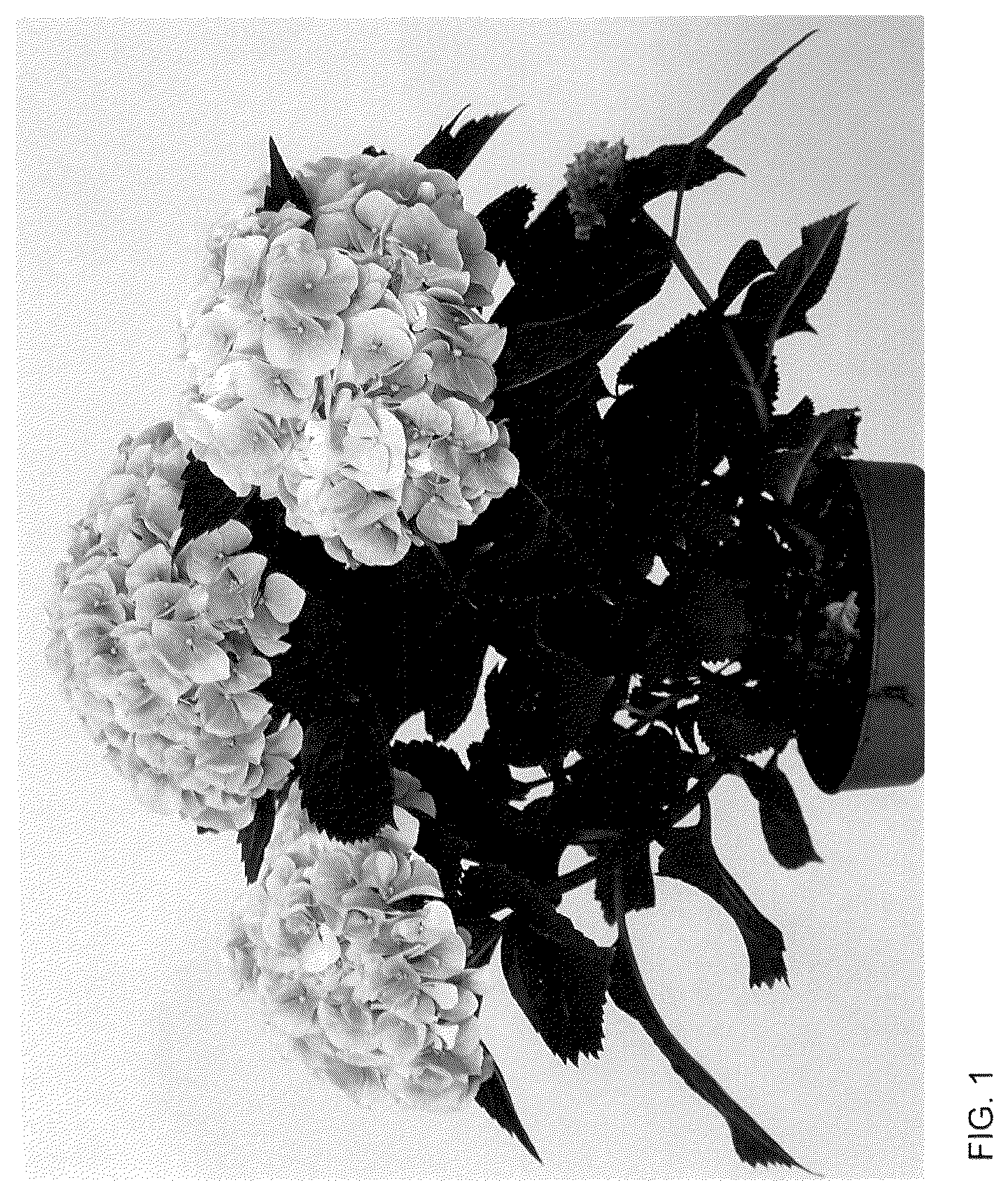 Patent USPP036140 — Hydrangea plant named ‘HIDIAM65’ — Figure 1