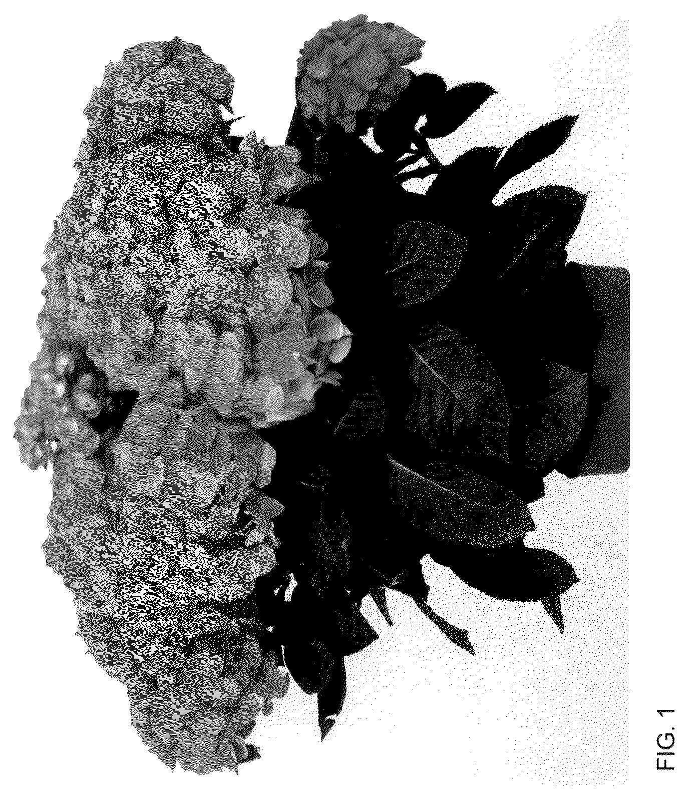 Patent USPP036141 — Hydrangea plant named ‘HIISLA51’ — Figure 1