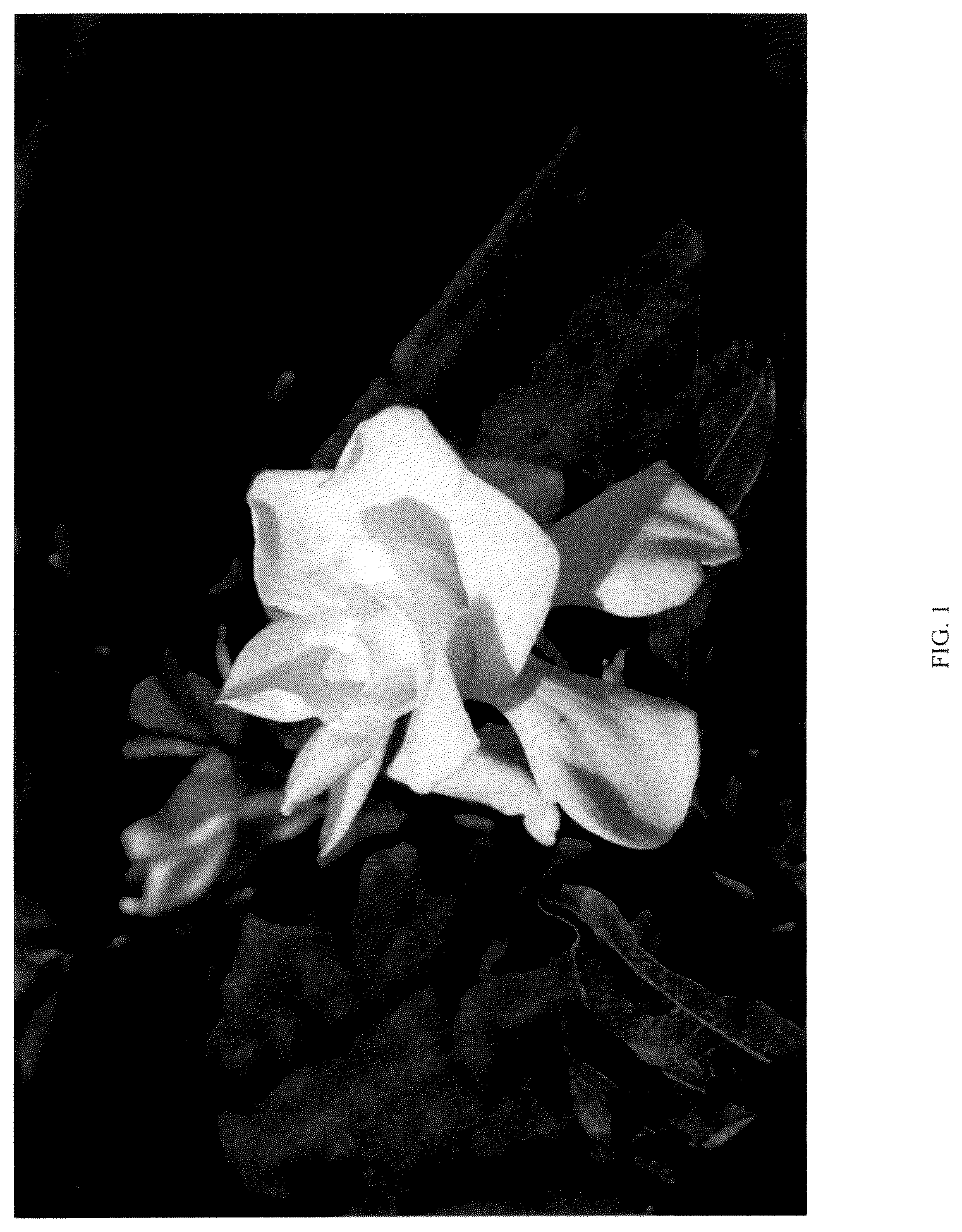 Patent USPP036142 — Gardenia plant named ‘ST-15-20’ — Figure 1