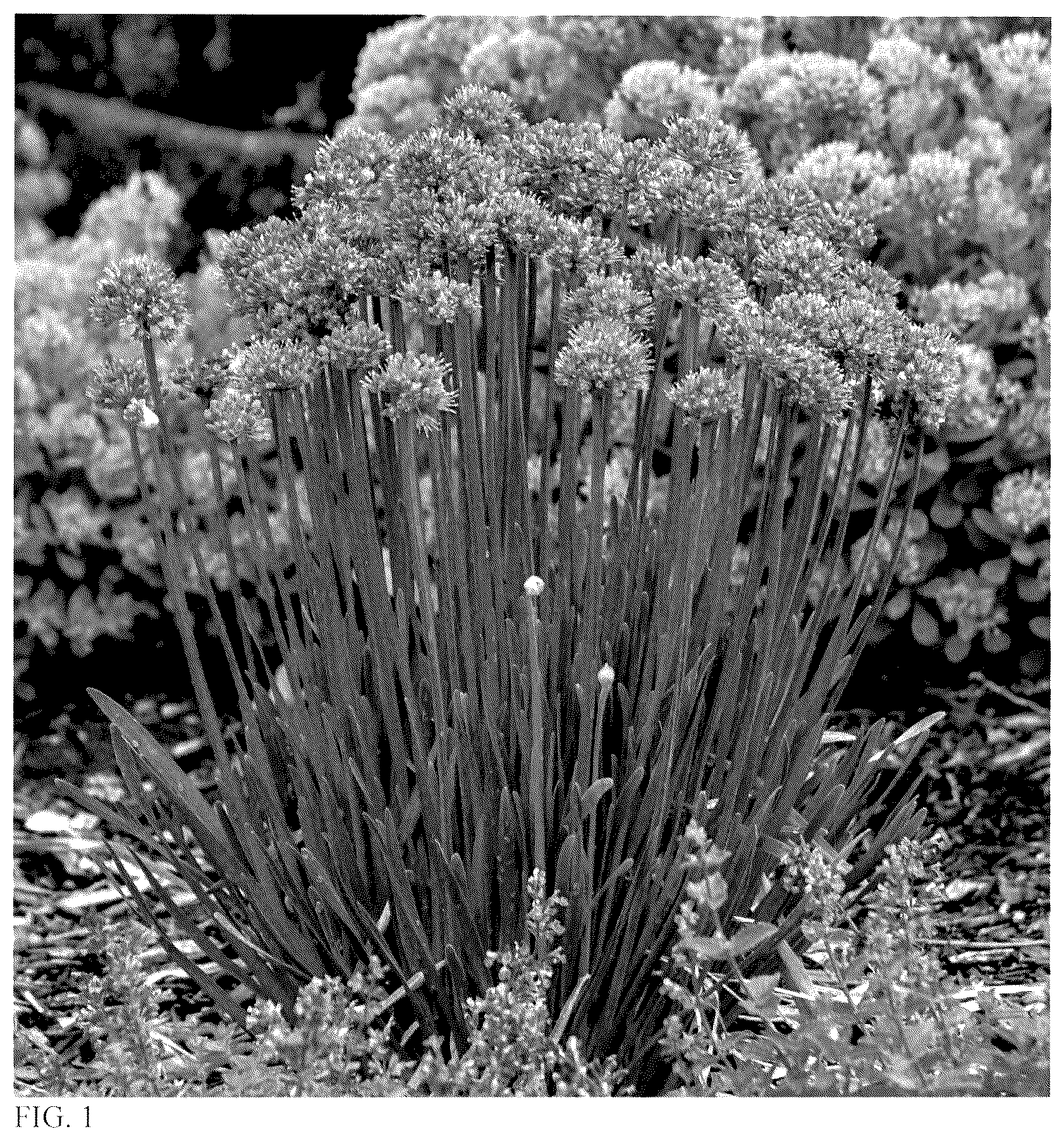 Patent USPP036143 — Allium plant named ‘Pincushion’ — Figure 1