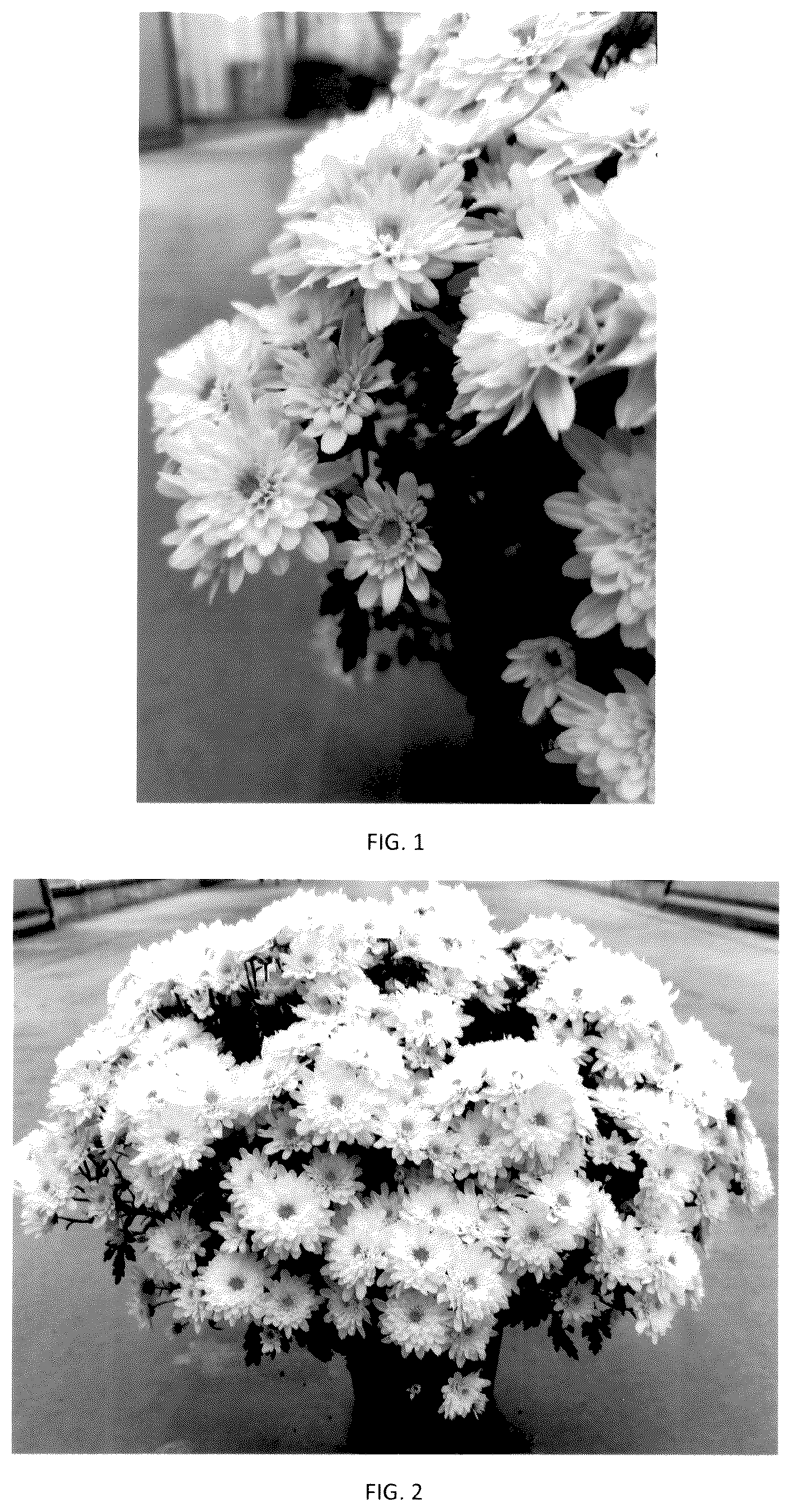 Patent USPP036144 — Chrysanthemum plant named ‘CIFZ0111’ — Figure 1
