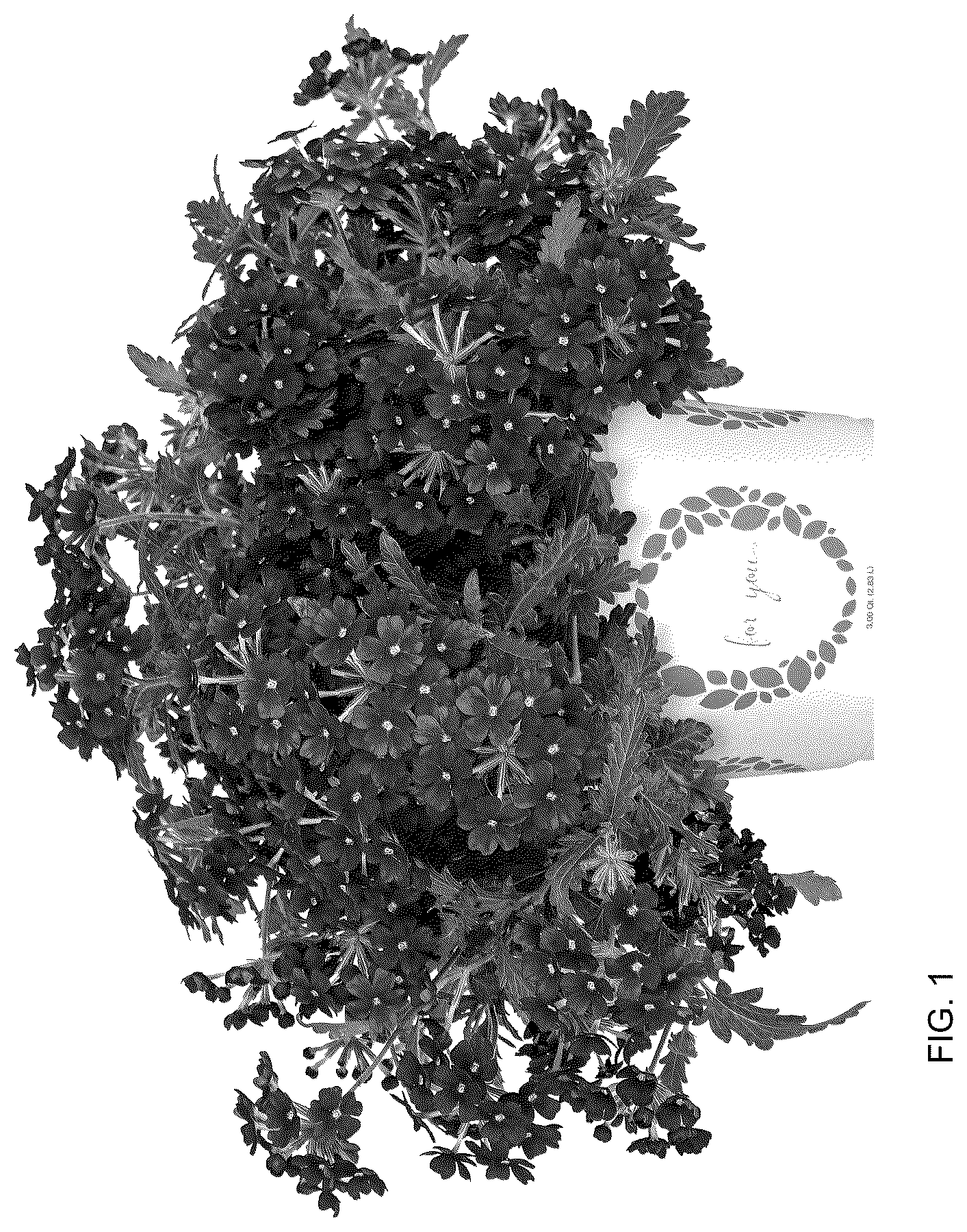 Patent USPP036145 — Verbena plant named ‘Doveremflabur 24’ — Figure 1