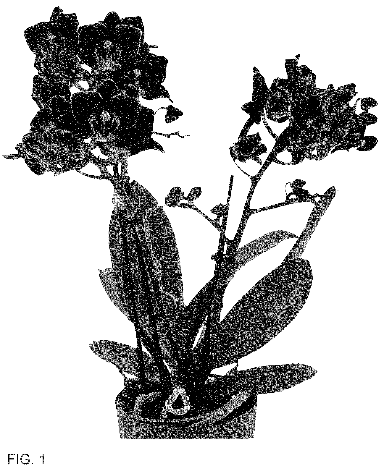 Patent USPP036146 — Phalaenopsis plant named ‘Anagram’ — Figure 1