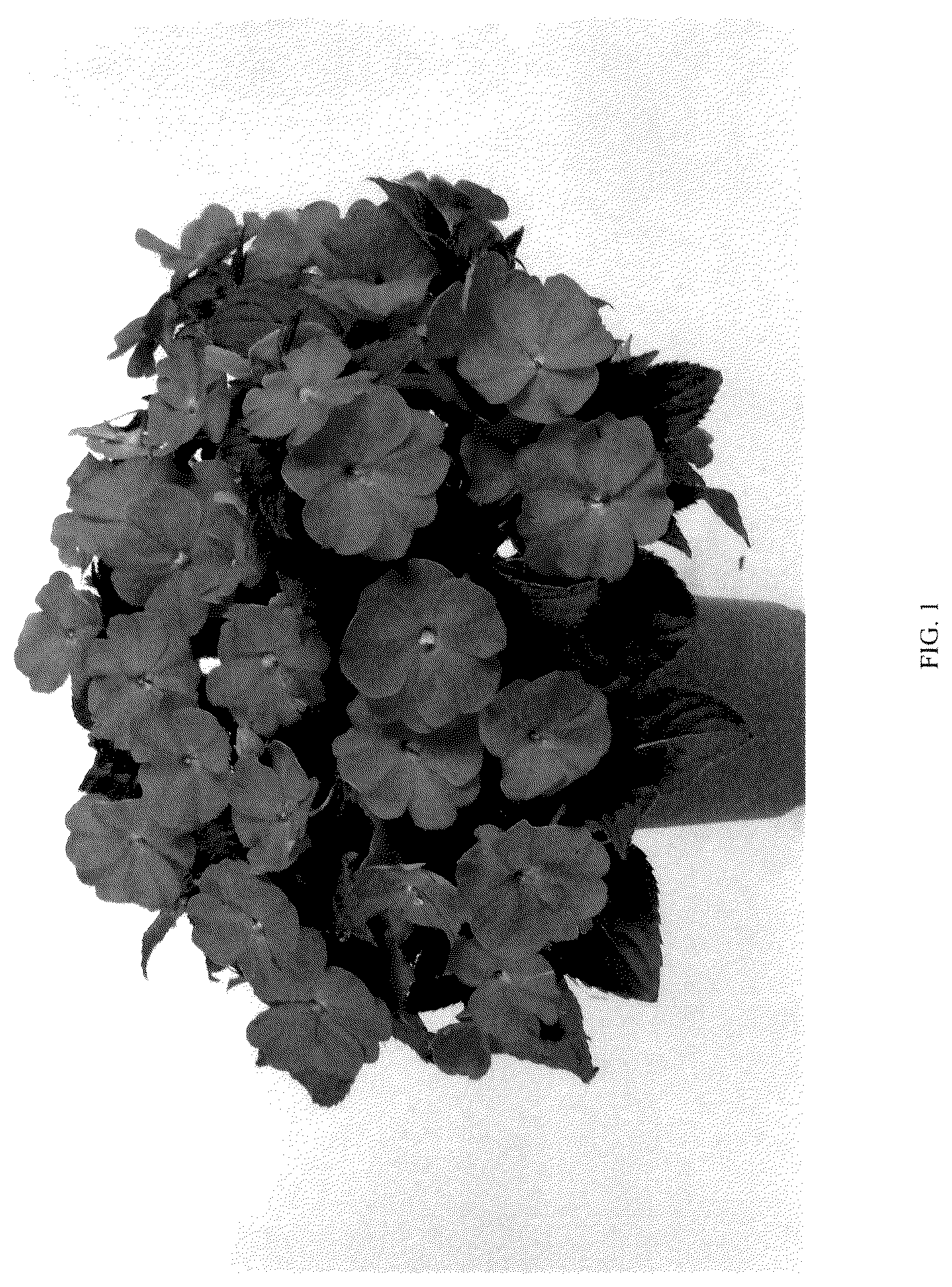 Patent USPP036147 — Impatiens plant named ‘DNGISLPROR’ — Figure 1