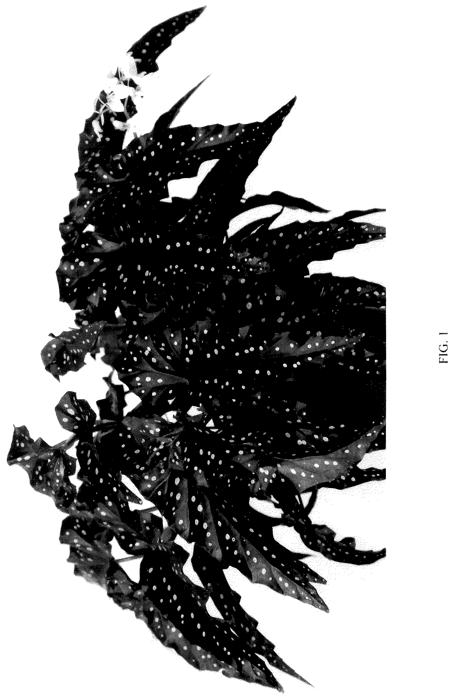 Patent USPP036148 Figure 1 – Begonia plant named ‘EC-BEGO-2304’
