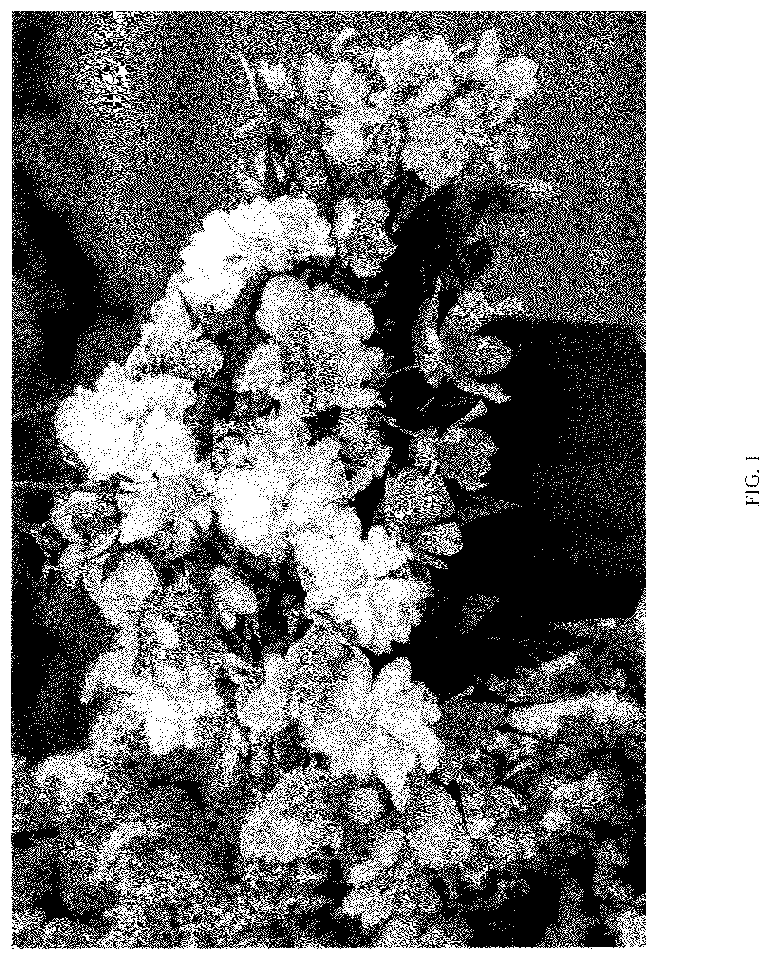 Patent USPP036150 — Begonia plant named ‘KERBESPIPPLE’ — Figure 1