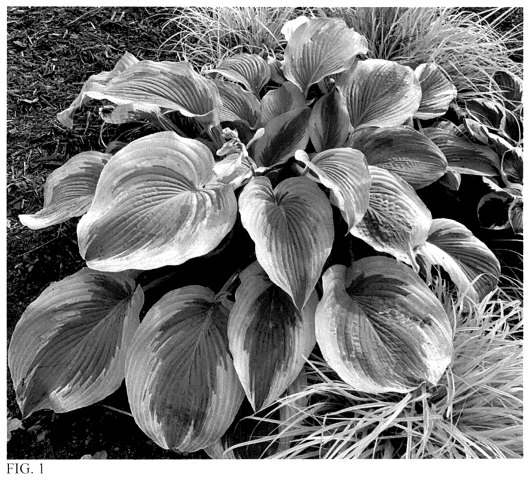 Patent USPP036151 — Hosta plant named ‘Chance Encounter’ — Figure 1