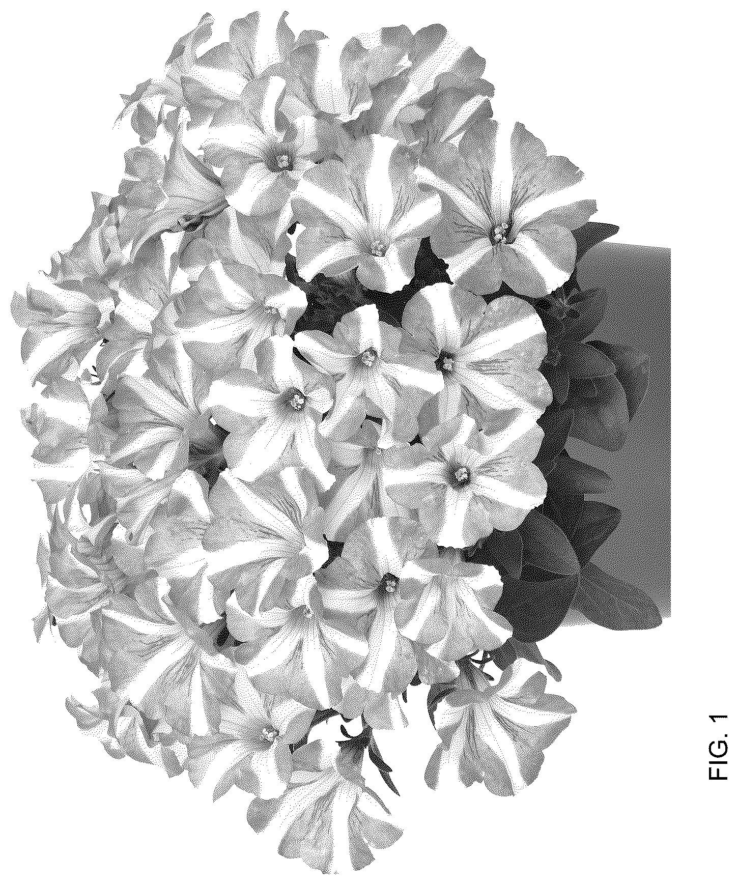 Patent USPP036152 — Petunia plant named ‘Dopetpepro’ — Figure 1