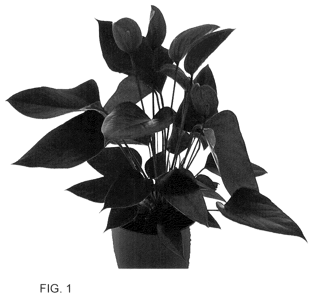 Patent USPP036153 — Anthurium plant named ‘AN2143048’ — Figure 1