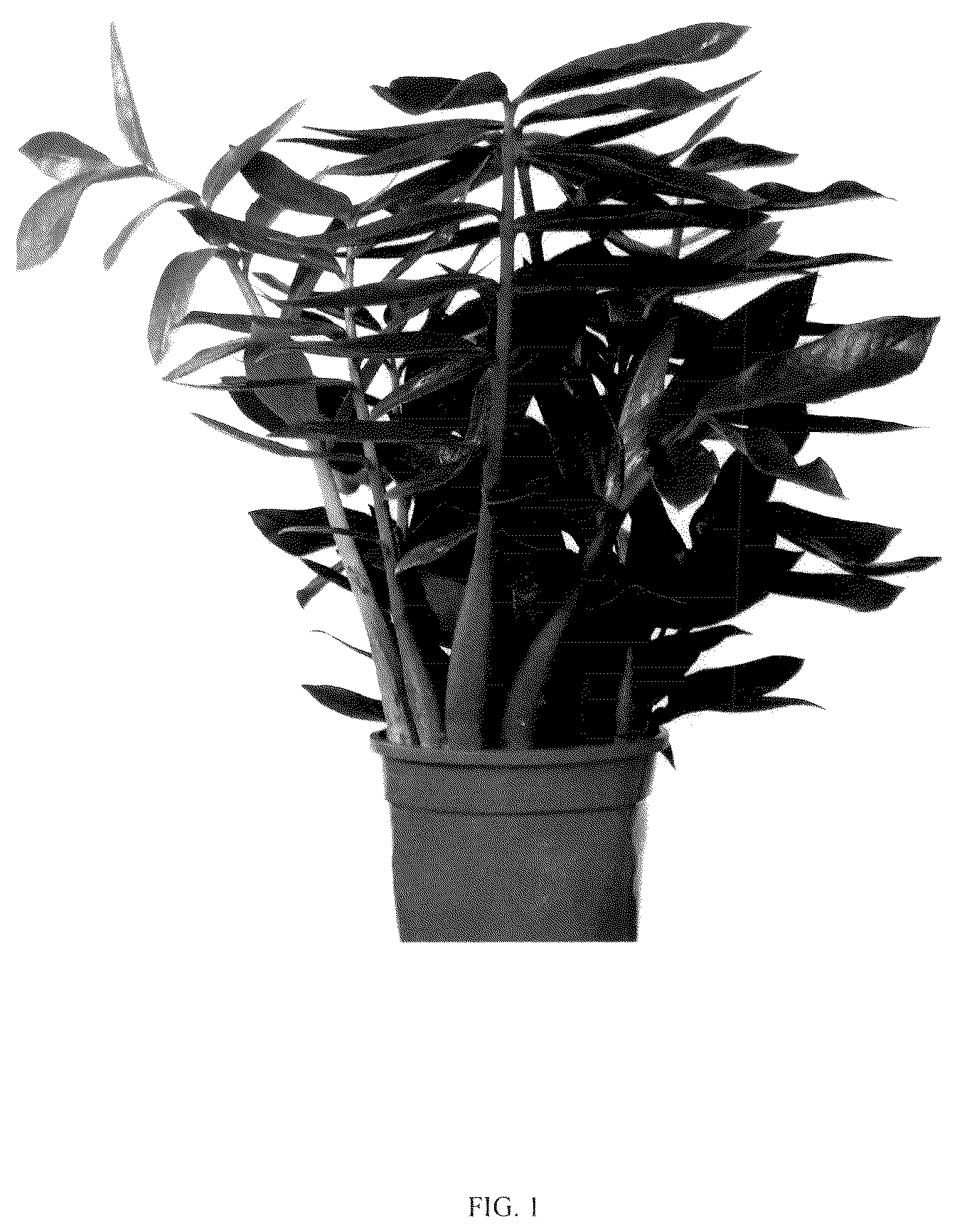 Patent USPP036154 — Zamioculcas plant named ‘King’ — Figure 1