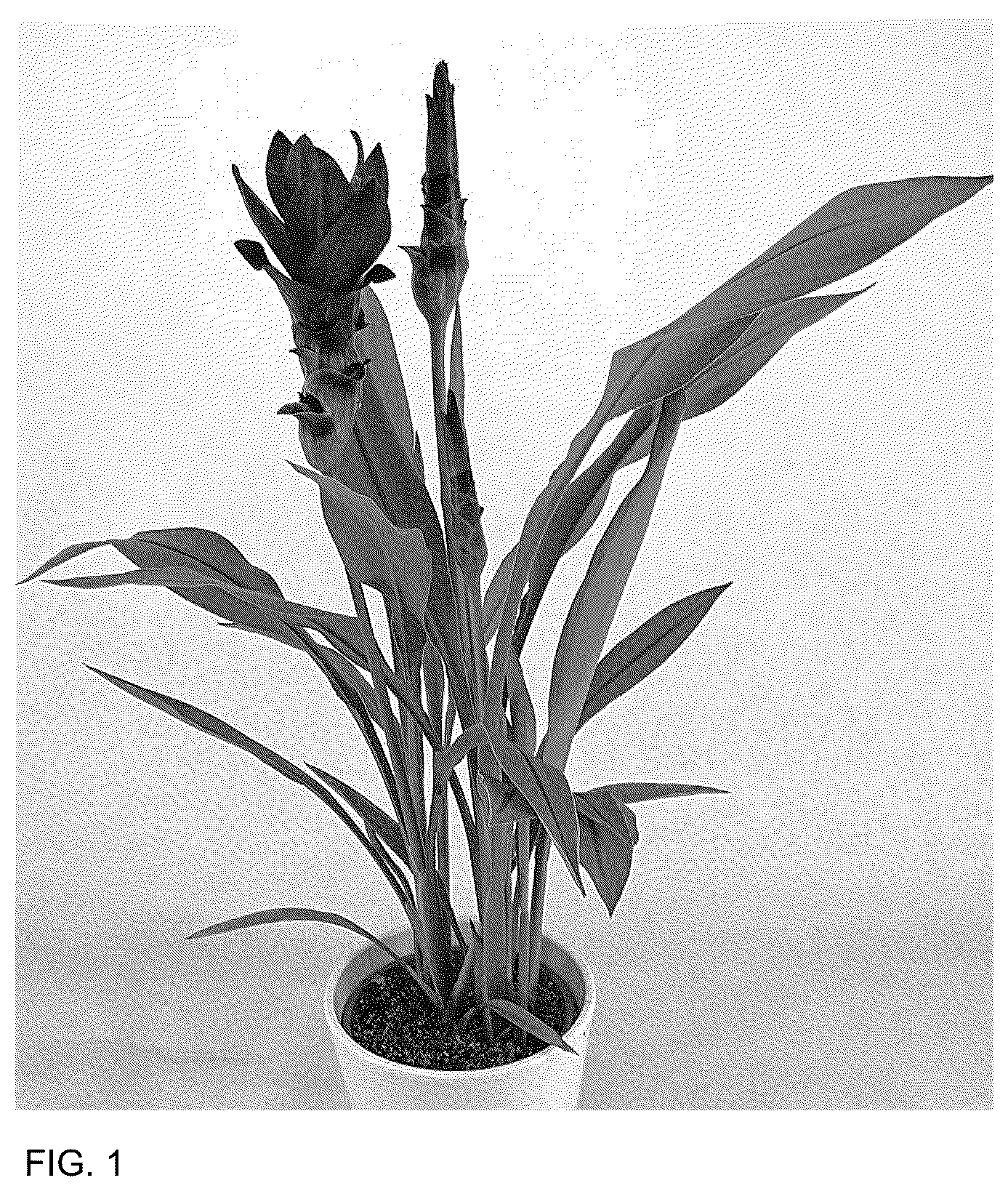 Patent USPP036155 Figure 1 – Curcuma plant named ‘Cursumok’