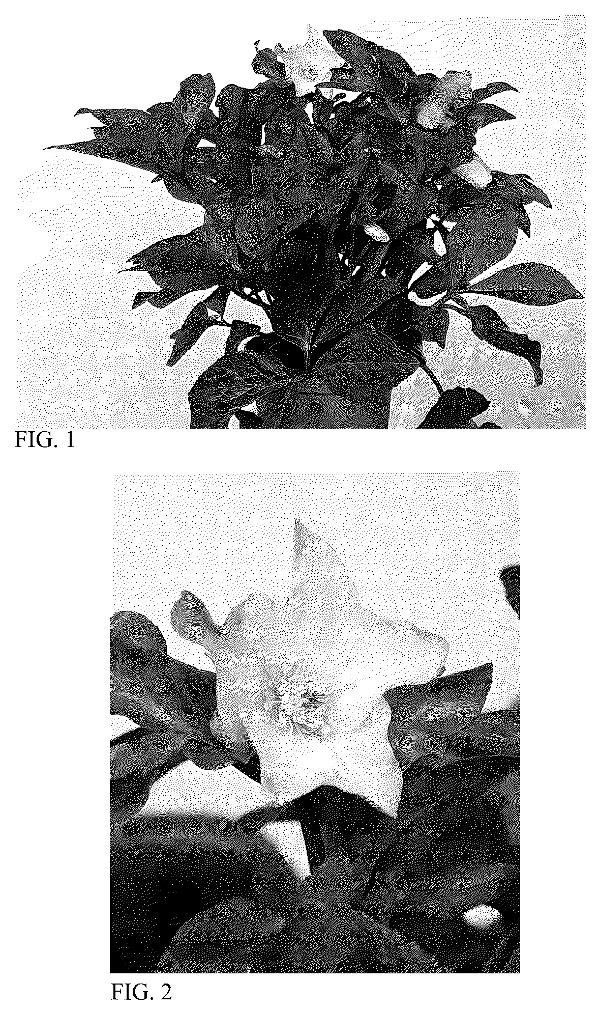 Patent USPP036156 — Helleborus plant named ‘HM 1214’ — Figure 1