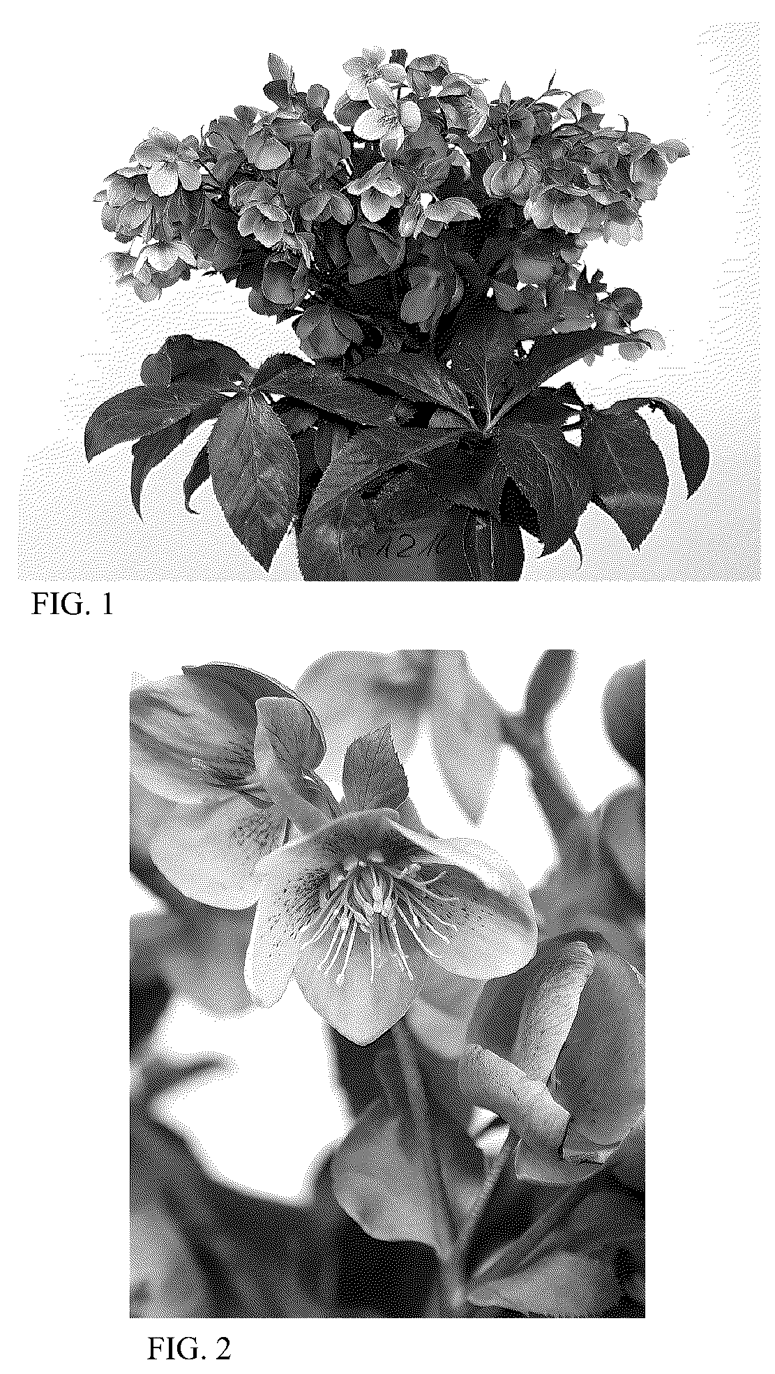 Patent USPP036157 — Helleborus plant named ‘HER 1210’ — Figure 1