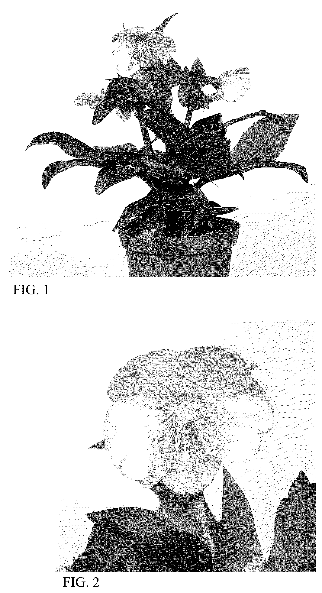Patent USPP036158 Figure 1 – Helleborus plant named ‘HG 1416’
