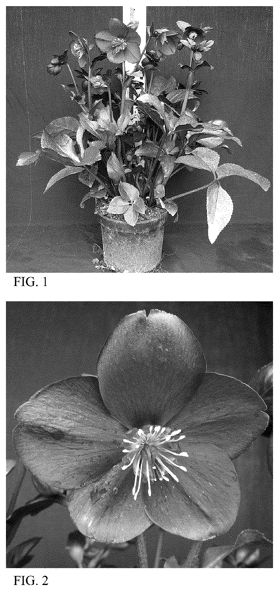 Patent USPP036159 Figure 1 – Helleborus plant named ‘HG 1420’