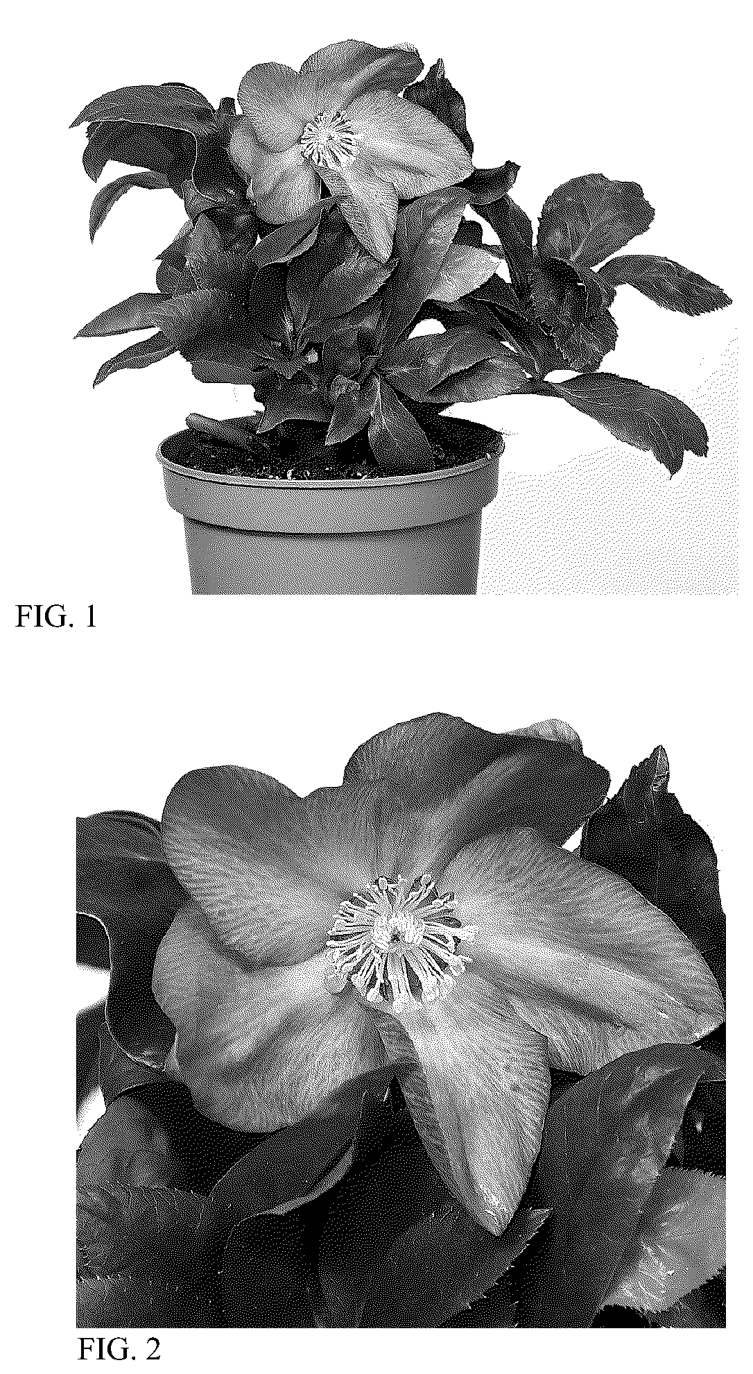 Patent USPP036160 — Helleborus plant named ‘HON 1610’ — Figure 1