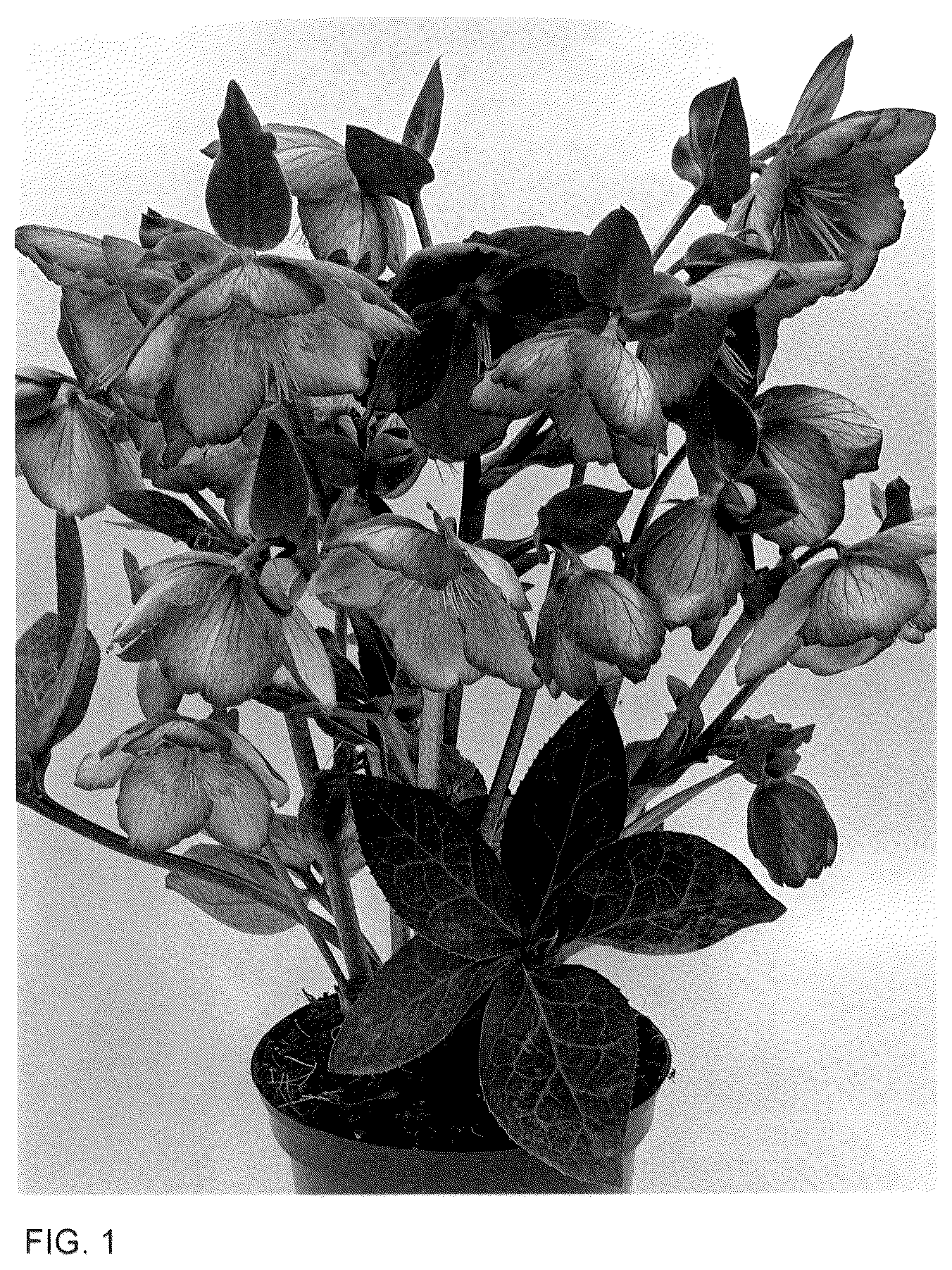 Patent USPP036161 — Helleborus plant named ‘ET EPB 855’ — Figure 1