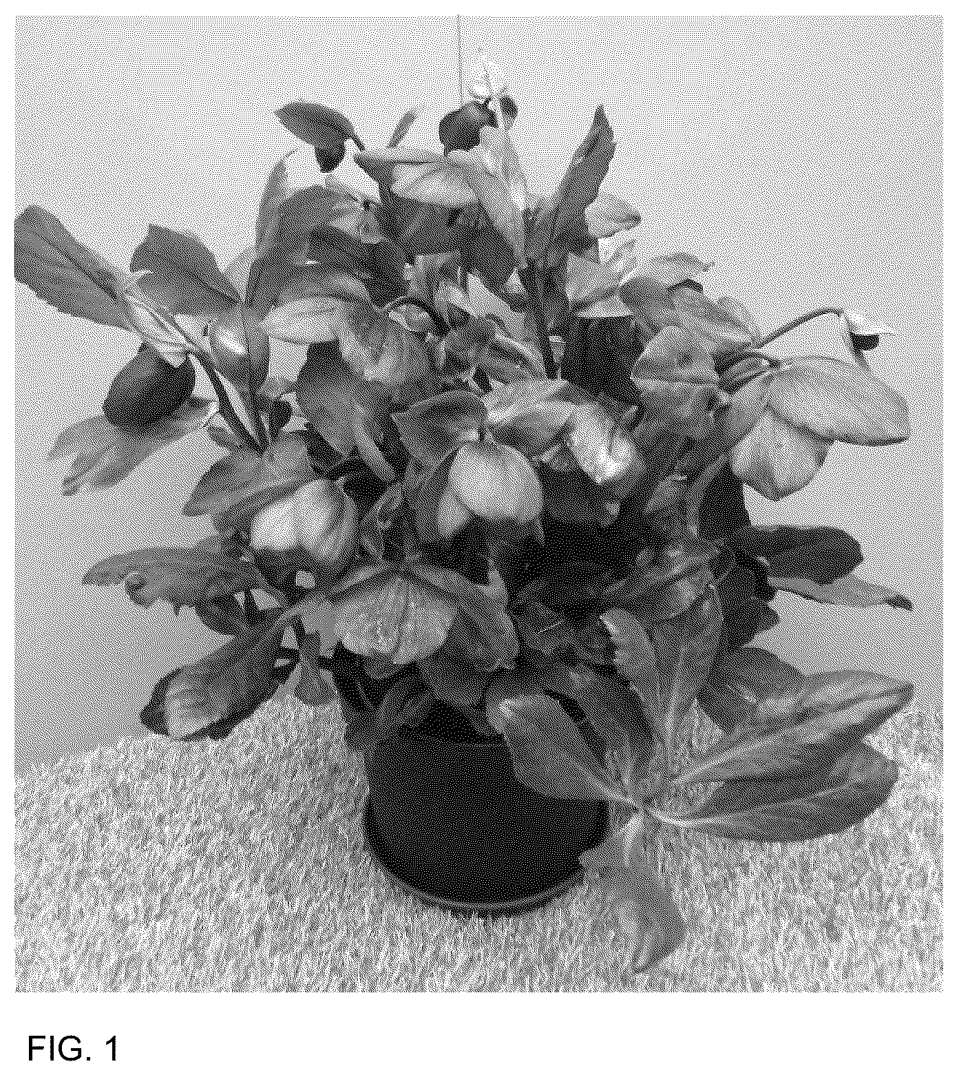Patent USPP036162 — Helleborus plant named ‘HL 1026’ — Figure 1