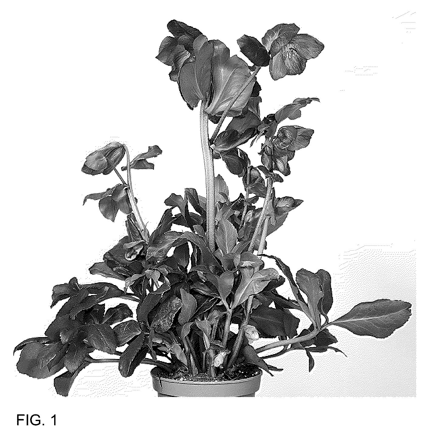 Patent USPP036163 — Helleborus plant named ‘HL 1030’ — Figure 1