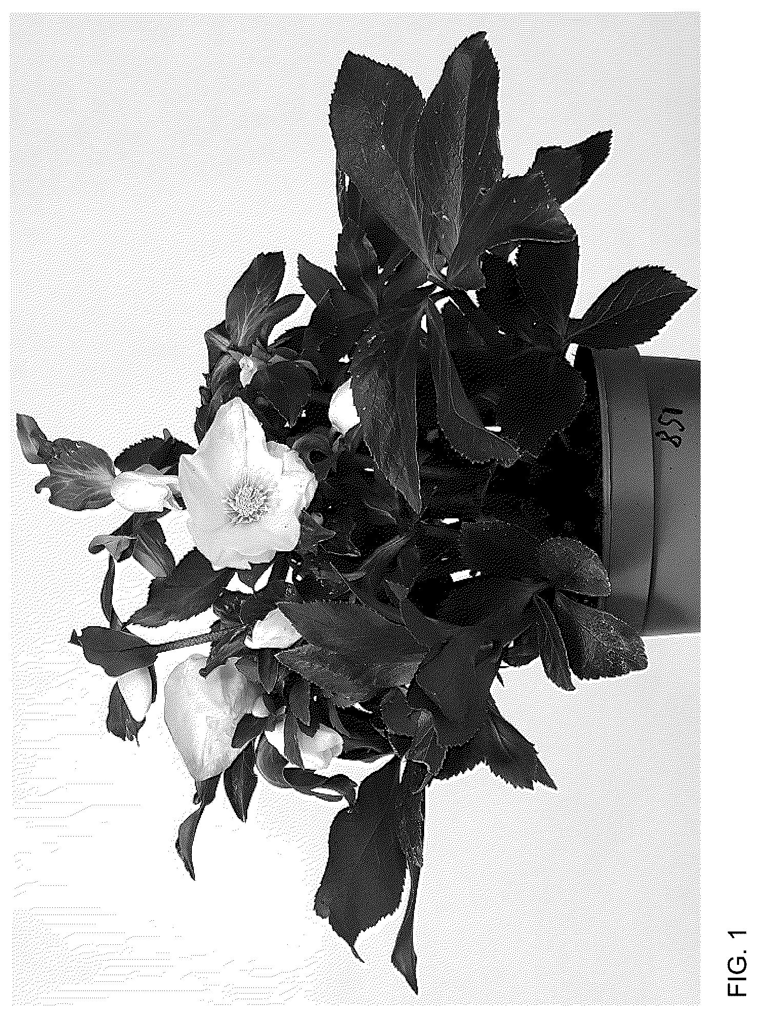 Patent USPP036164 — Helleborus plant named ‘HL 1038’ — Figure 1
