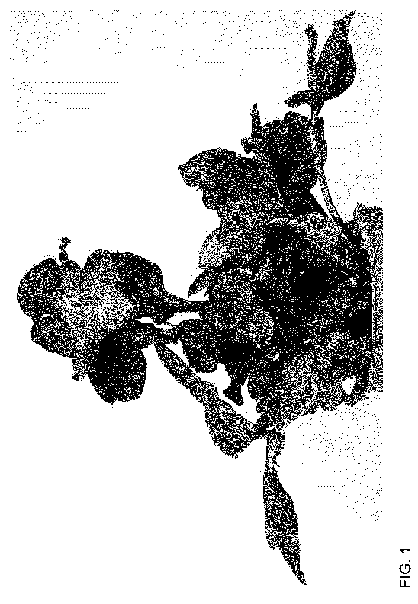 Patent USPP036165 — Helleborus plant named ‘HL 1042’ — Figure 1