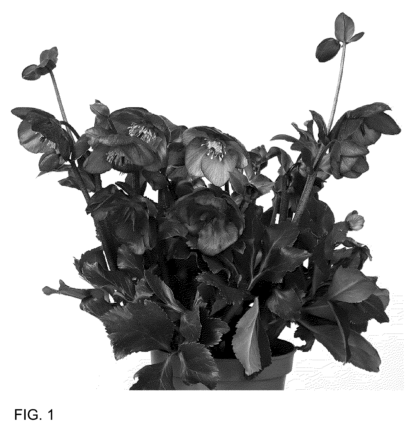 Patent USPP036166 — Helleborus plant named ‘HL 1044’ — Figure 1