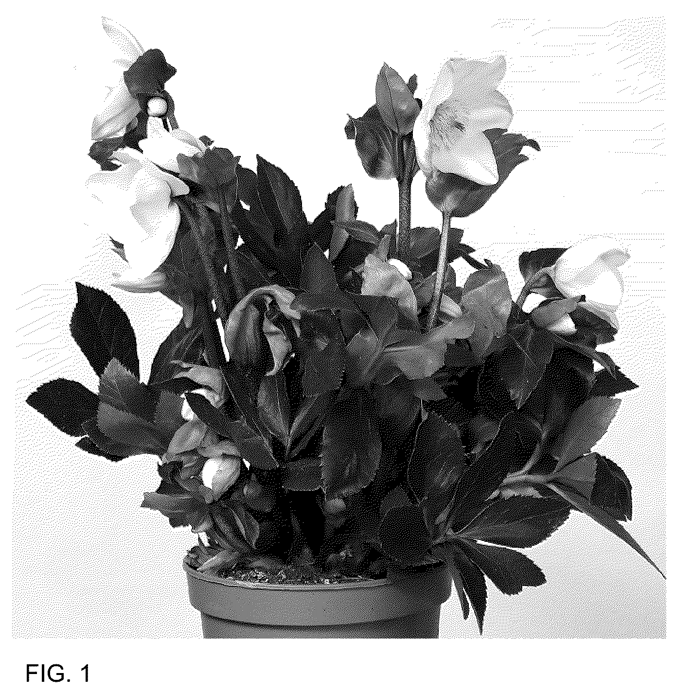 Patent USPP036167 — Helleborus plant named ‘HL 1046’ — Figure 1