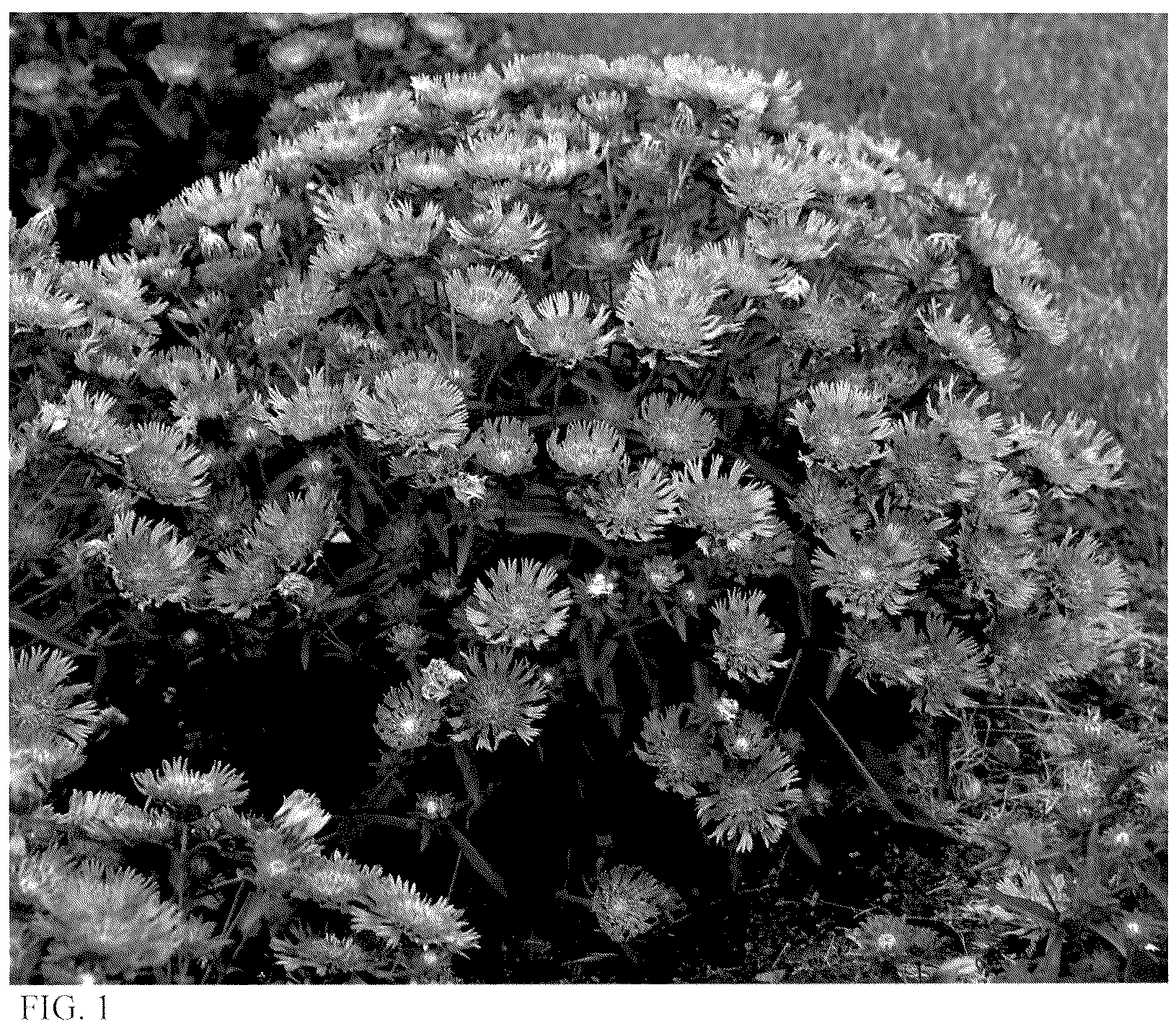 Patent USPP036168 — Stokesia plant named ‘Riptide’ — Figure 1