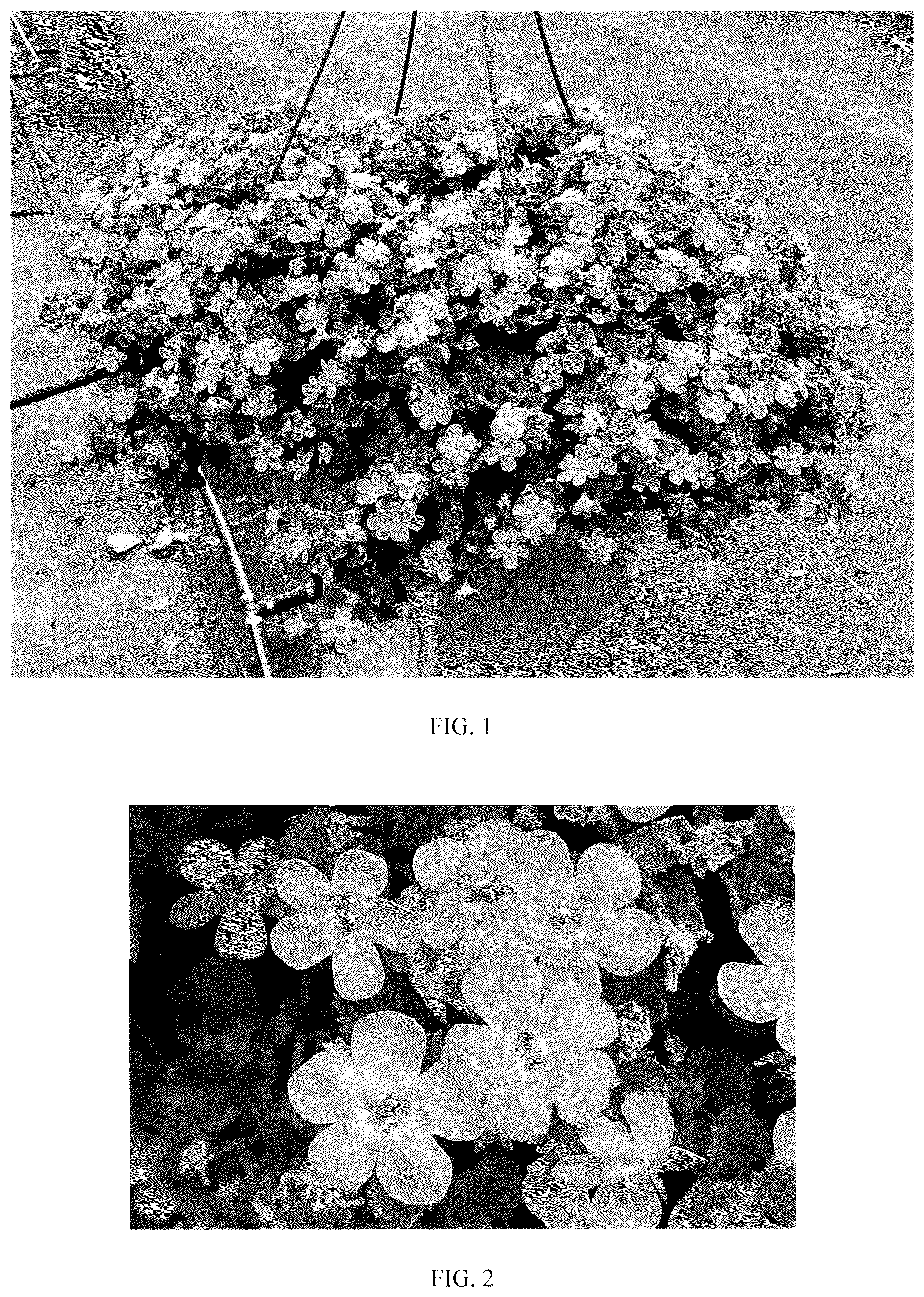 Patent USPP036169 — Sutera plant named ‘Balmecoluim’ — Figure 1