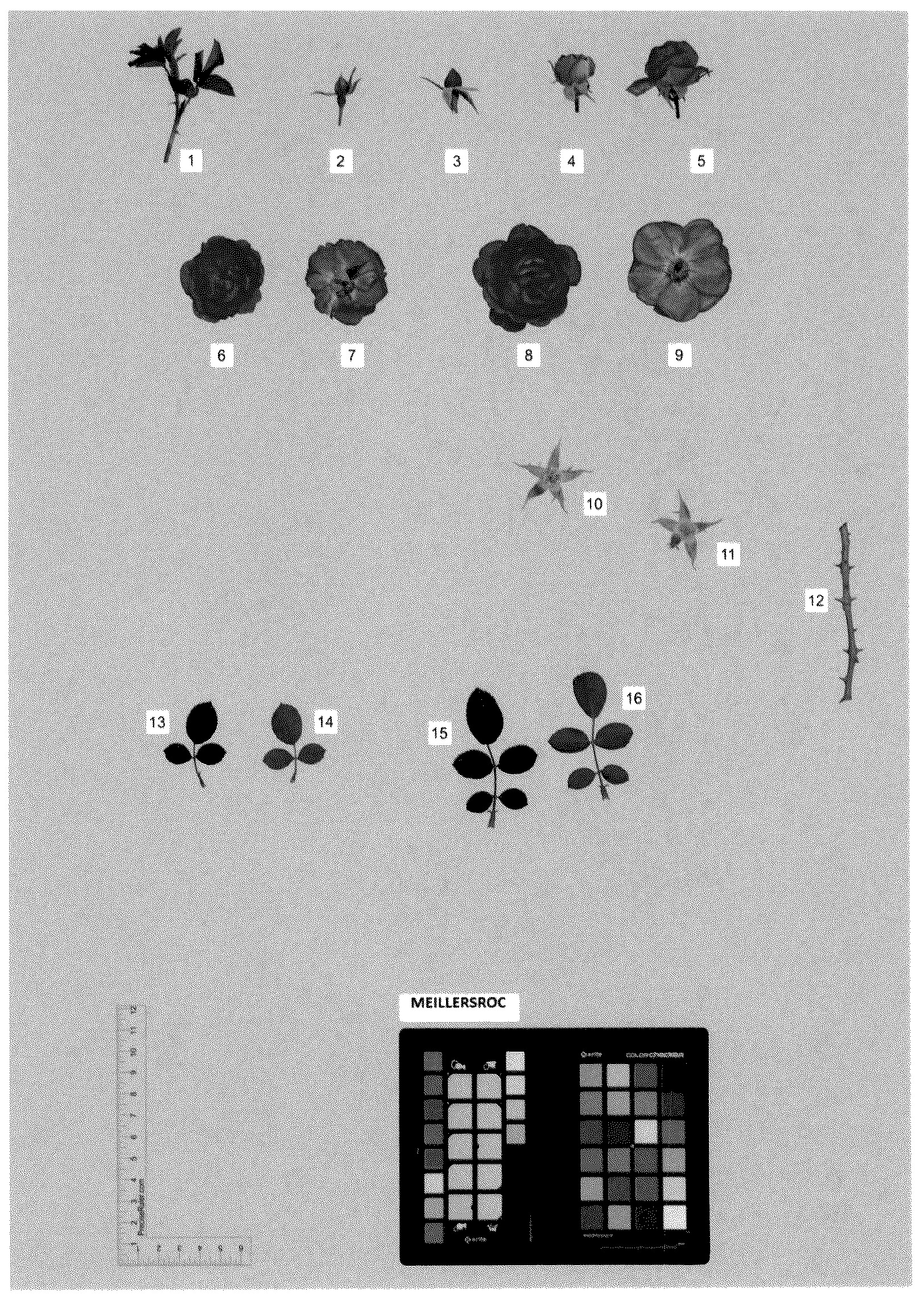Patent USPP036170 — Bedding rose plant named ‘MEILLERSROC’ — Figure 1