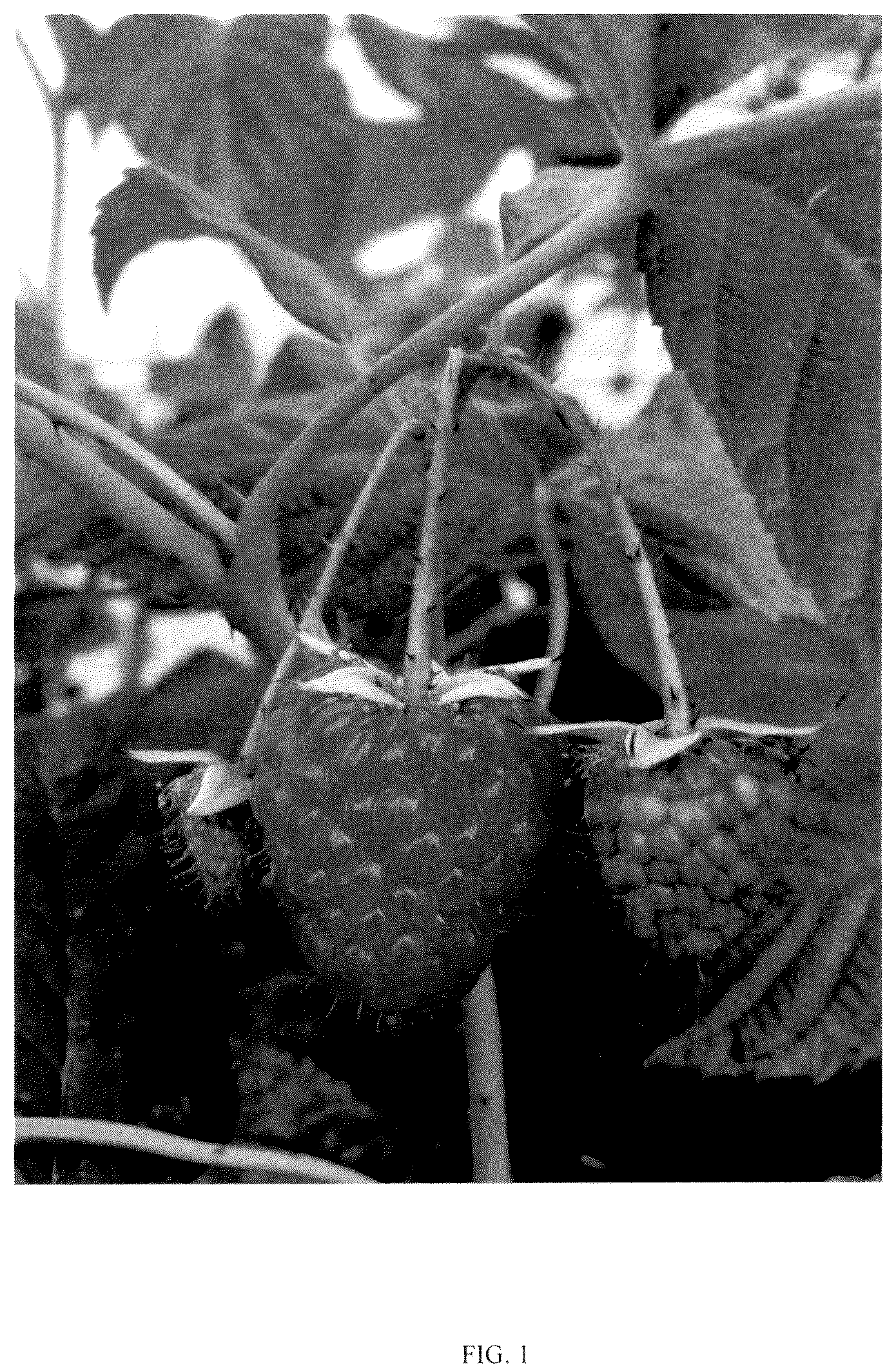 Patent USPP036171 — Rubus plant named ‘BT RASFIVE’ — Figure 1