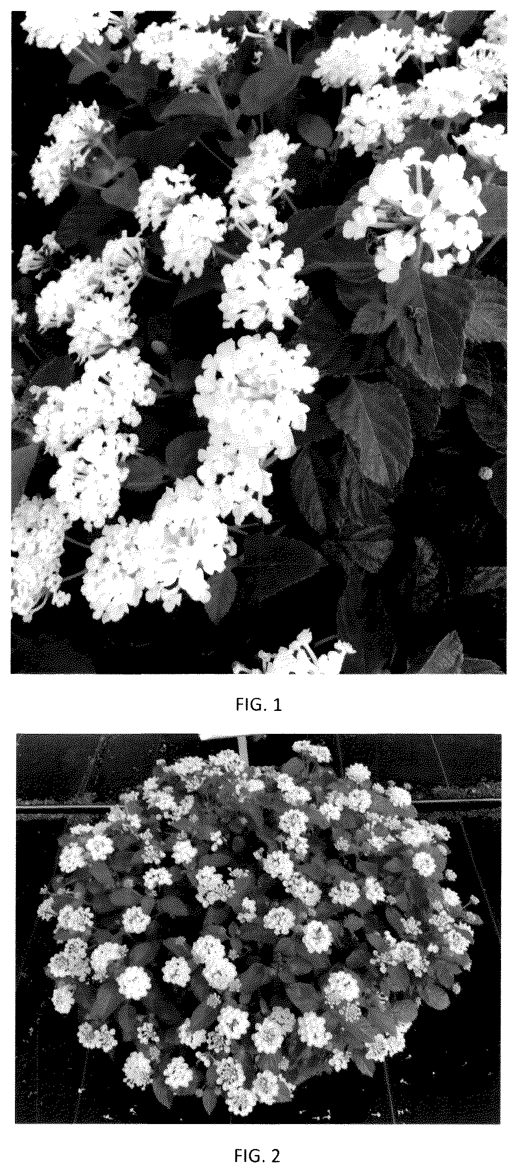 Patent USPP036172 — Lantana plant named ‘LANZ0046’ — Figure 1
