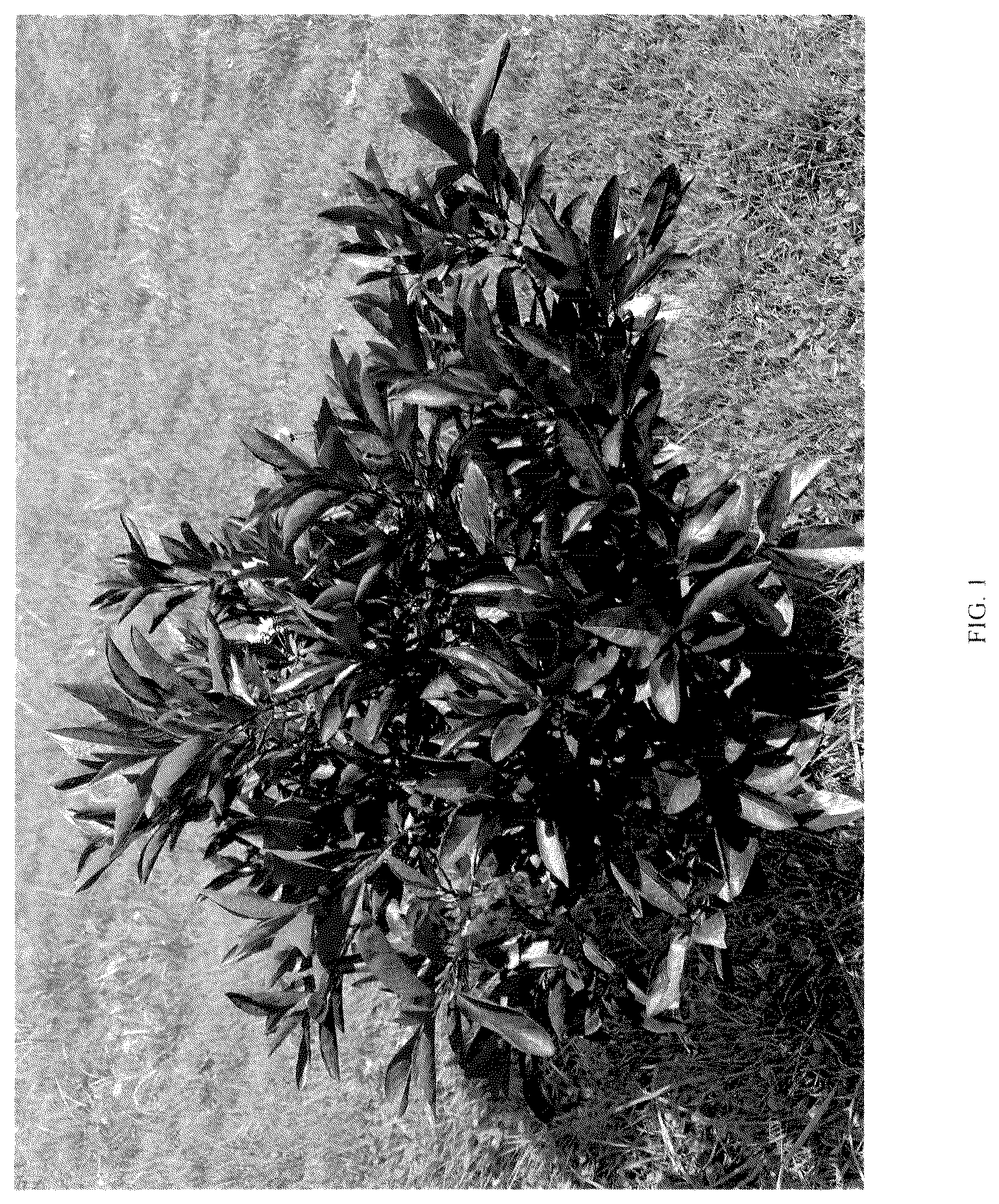 Patent USPP036173 Figure 1 – Prunus plant named ‘UCONNPCSDR’