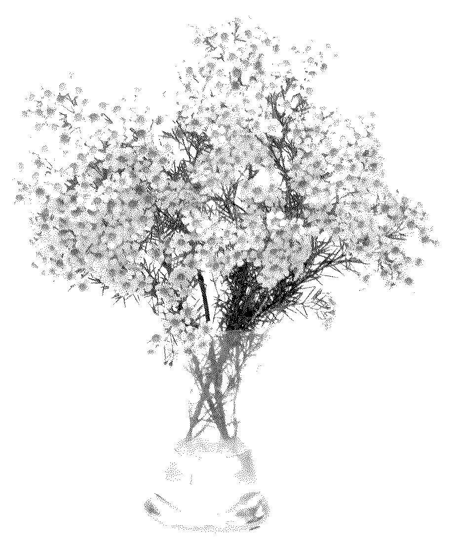 Patent USPP036174 — Chamelaucium plant named ‘MOON’ — Figure 1
