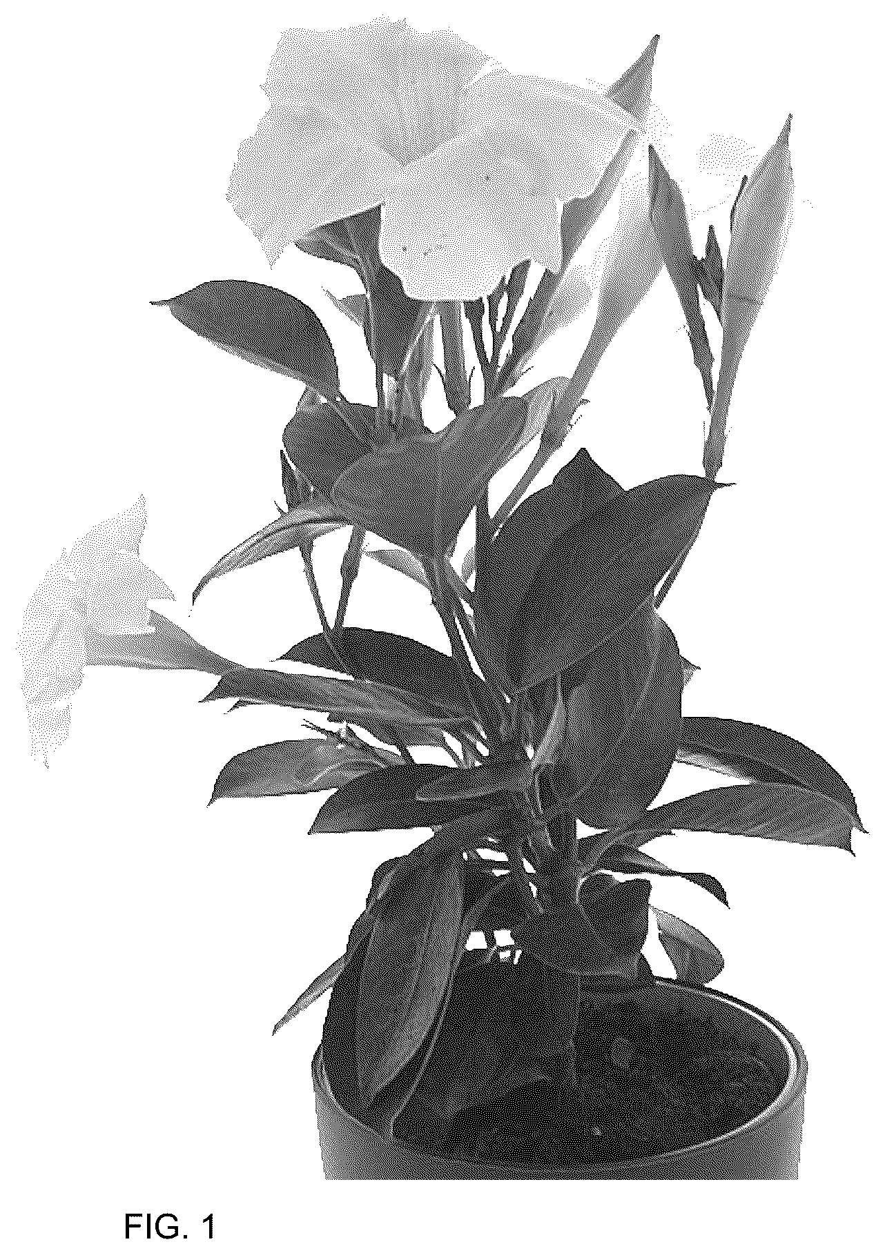Patent USPP036175 — Mandevilla plant named ‘Bahwhite’ — Figure 1