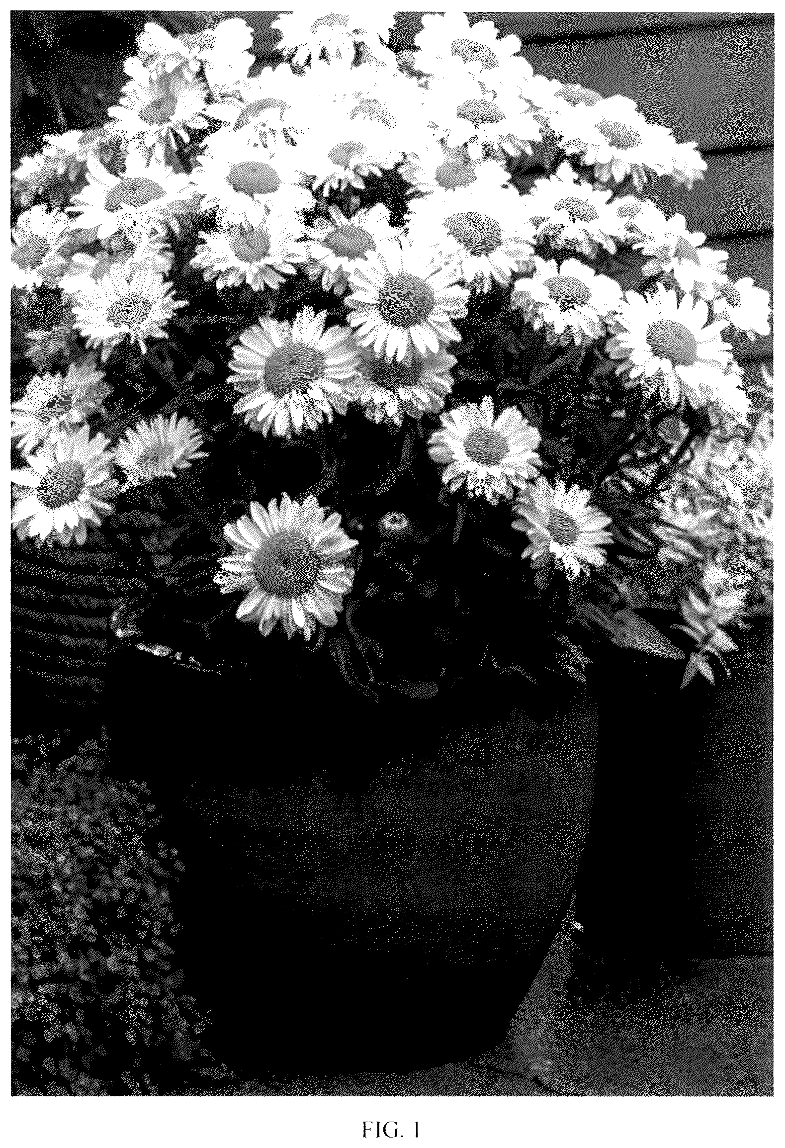 Patent USPP036176 — Leucanthemum plant named ‘Real Solar’ — Figure 1