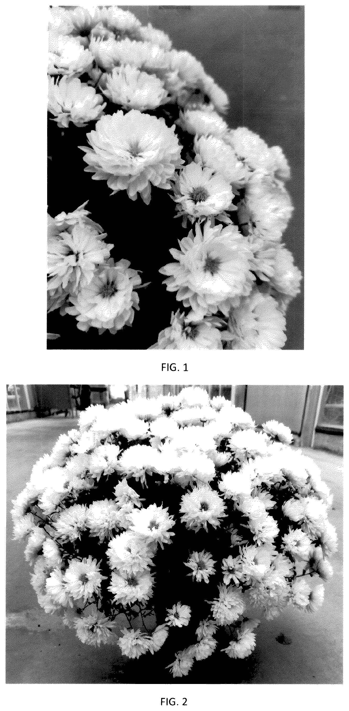 Patent USPP036177 — Chrysanthemum plant named ‘CIFZ0108’ — Figure 1
