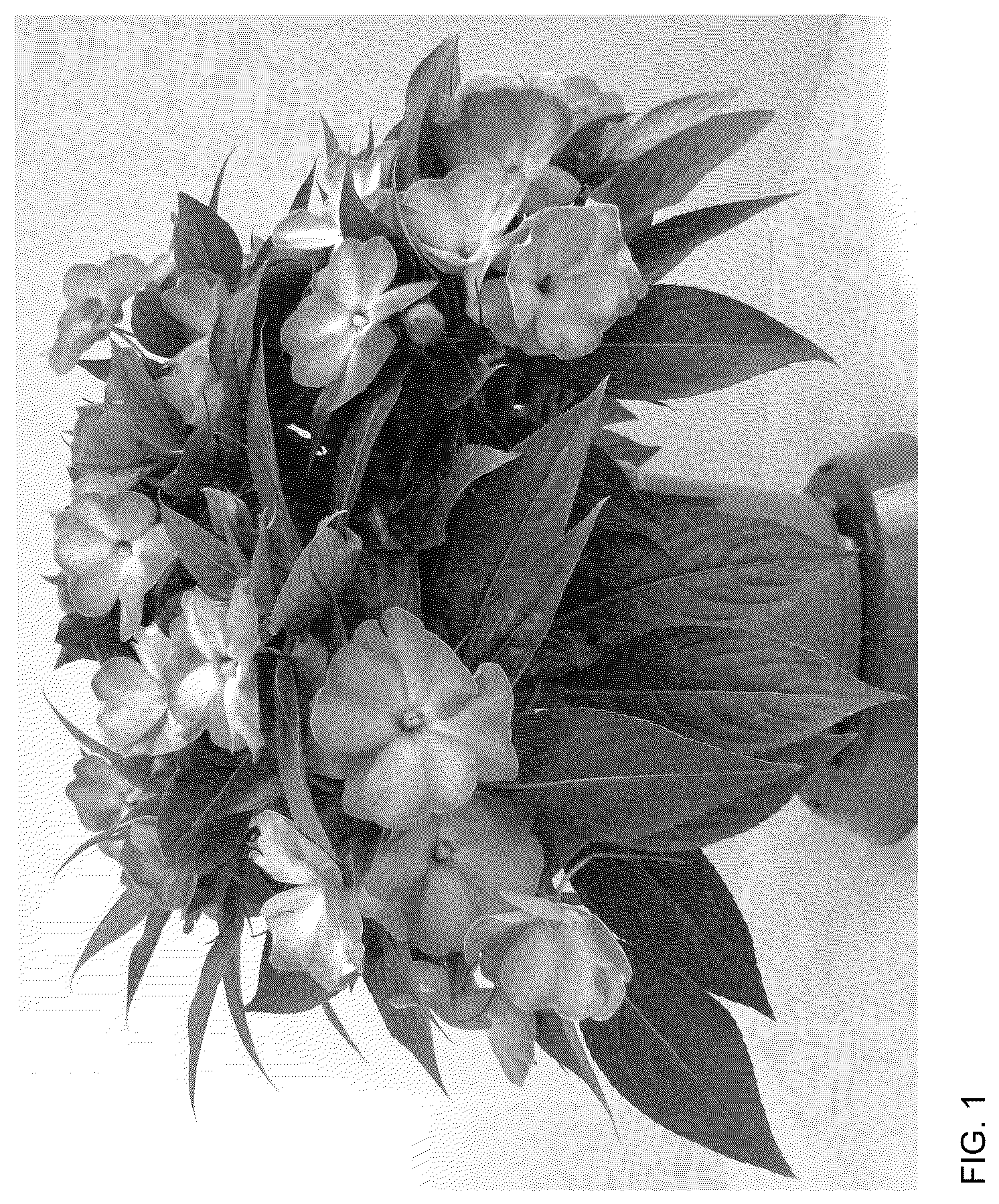 Patent USPP036178 — New Guinea Impatiens plant named ‘Dongipetpiswi’ — Figure 1