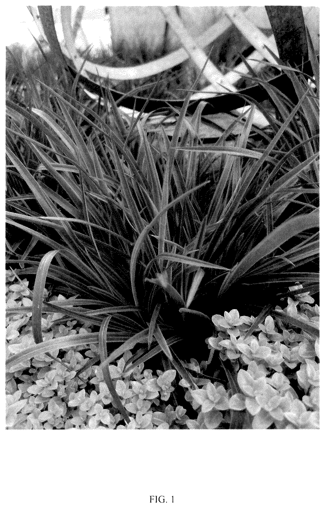 Patent USPP036180 Figure 1 – Phormium plant named ‘KFPHPM18’